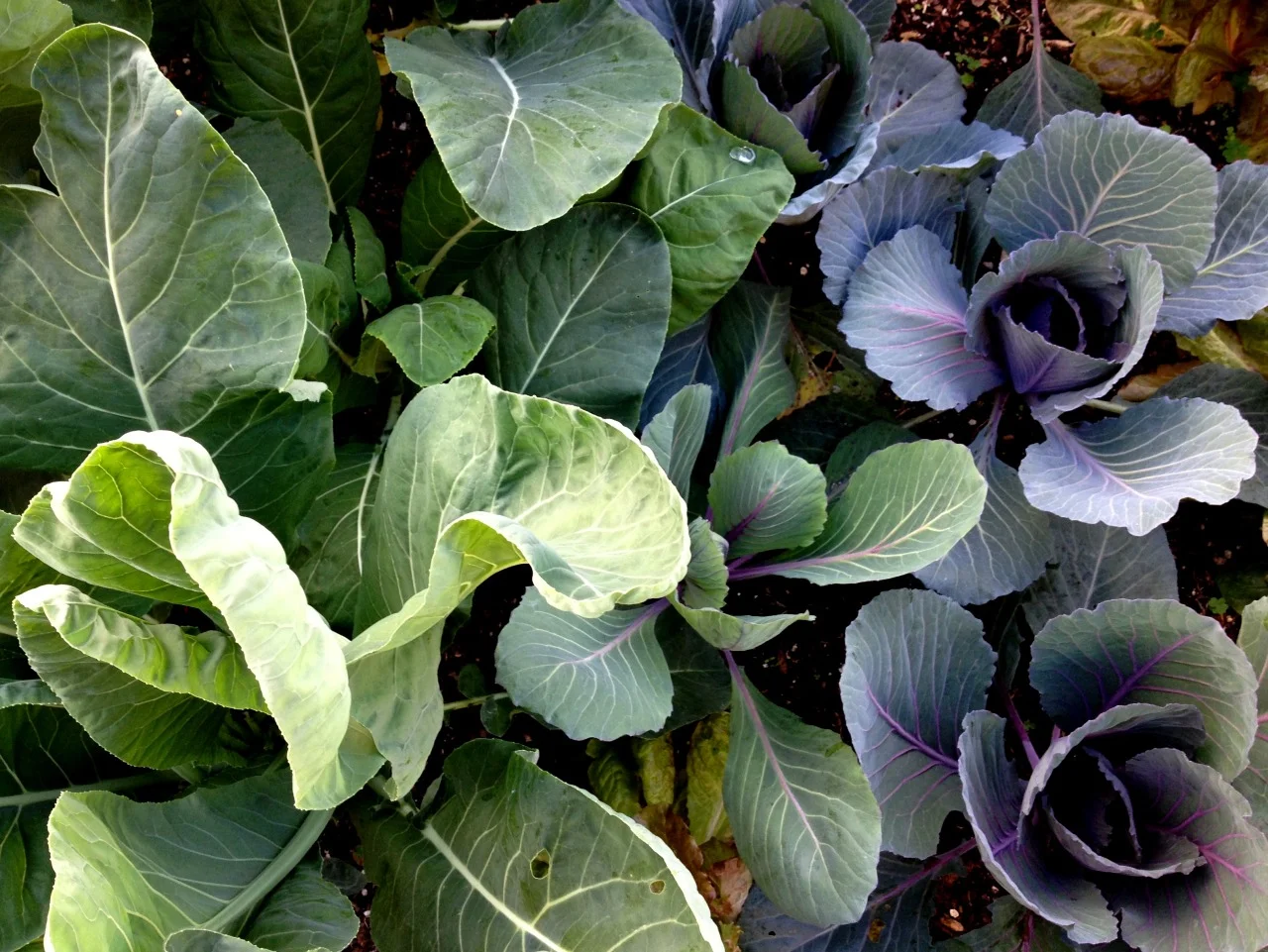 Scenes from the Winter Garden
Cauliflower and red cabbage in the morning light.