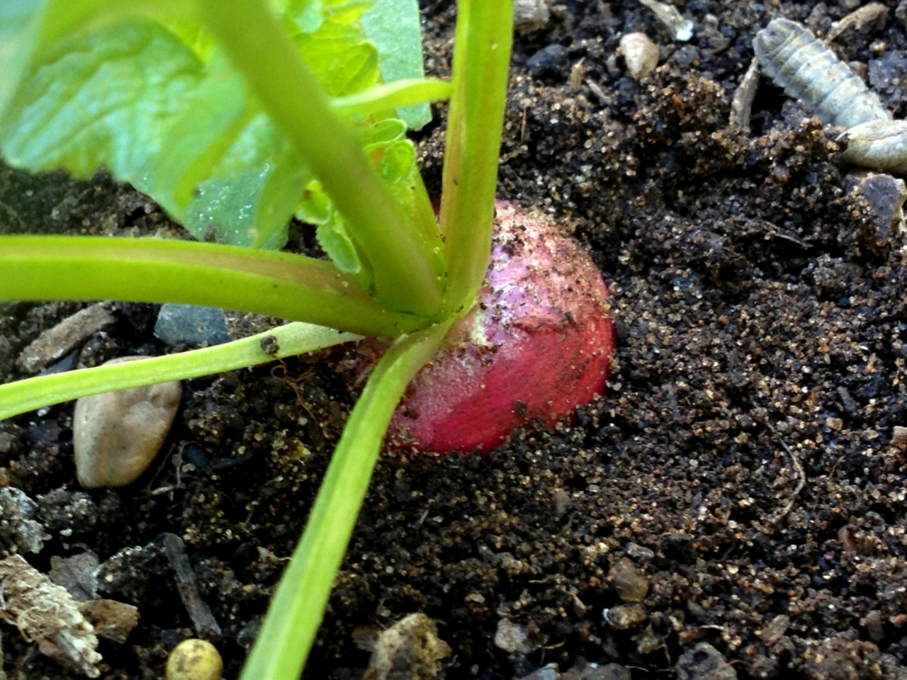 December 6, 2013
&lsquo;Easter Egg Radish&rsquo; and soil.
Here&rsquo;s what my garden soil is made of: sand, bits of wood, stones, insect exoskeletons and who knows what else.