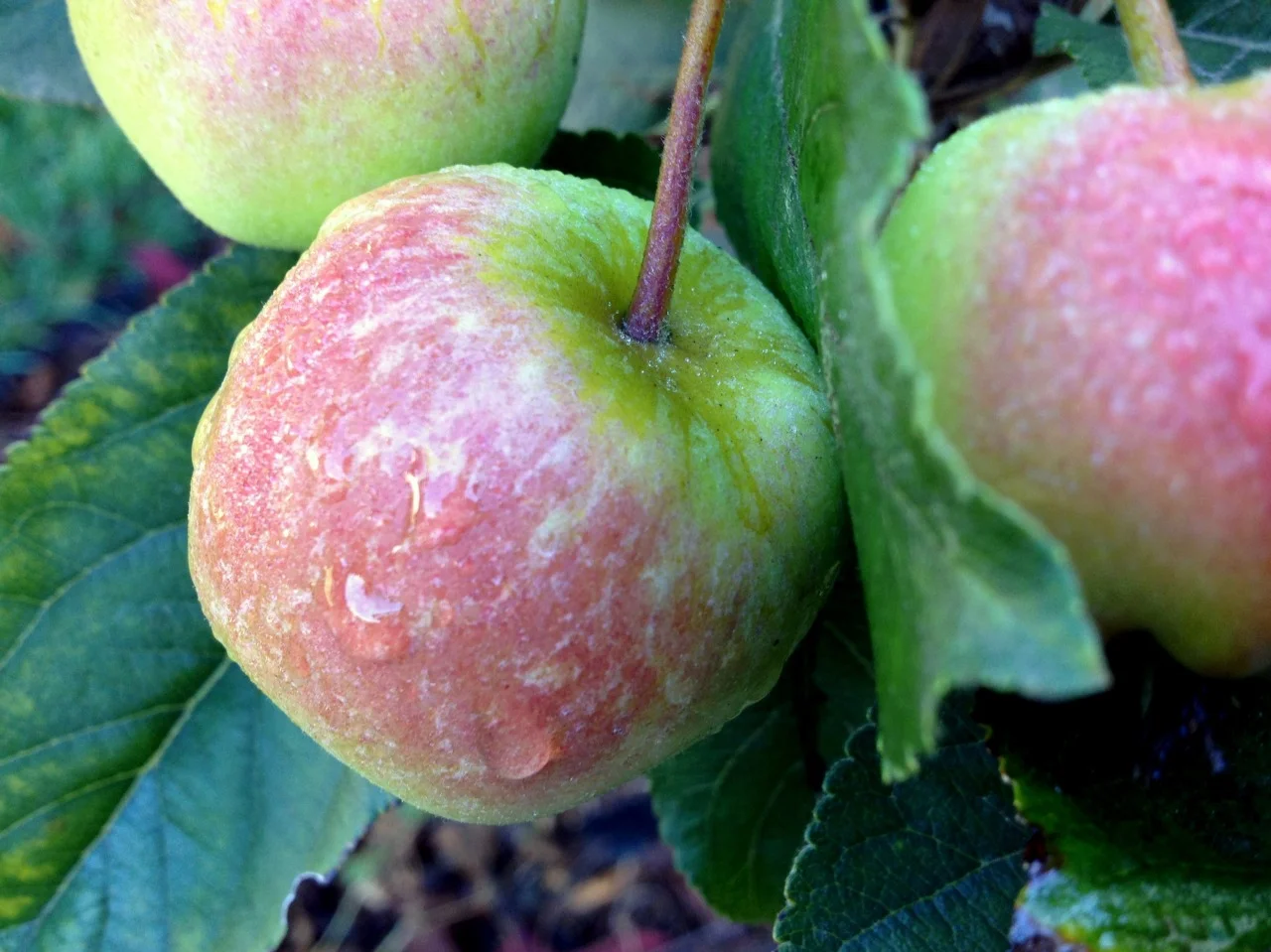 October 19, 2013
Morning dew on the second crop of ‘Dorsett Golden’ apples that are coming along.