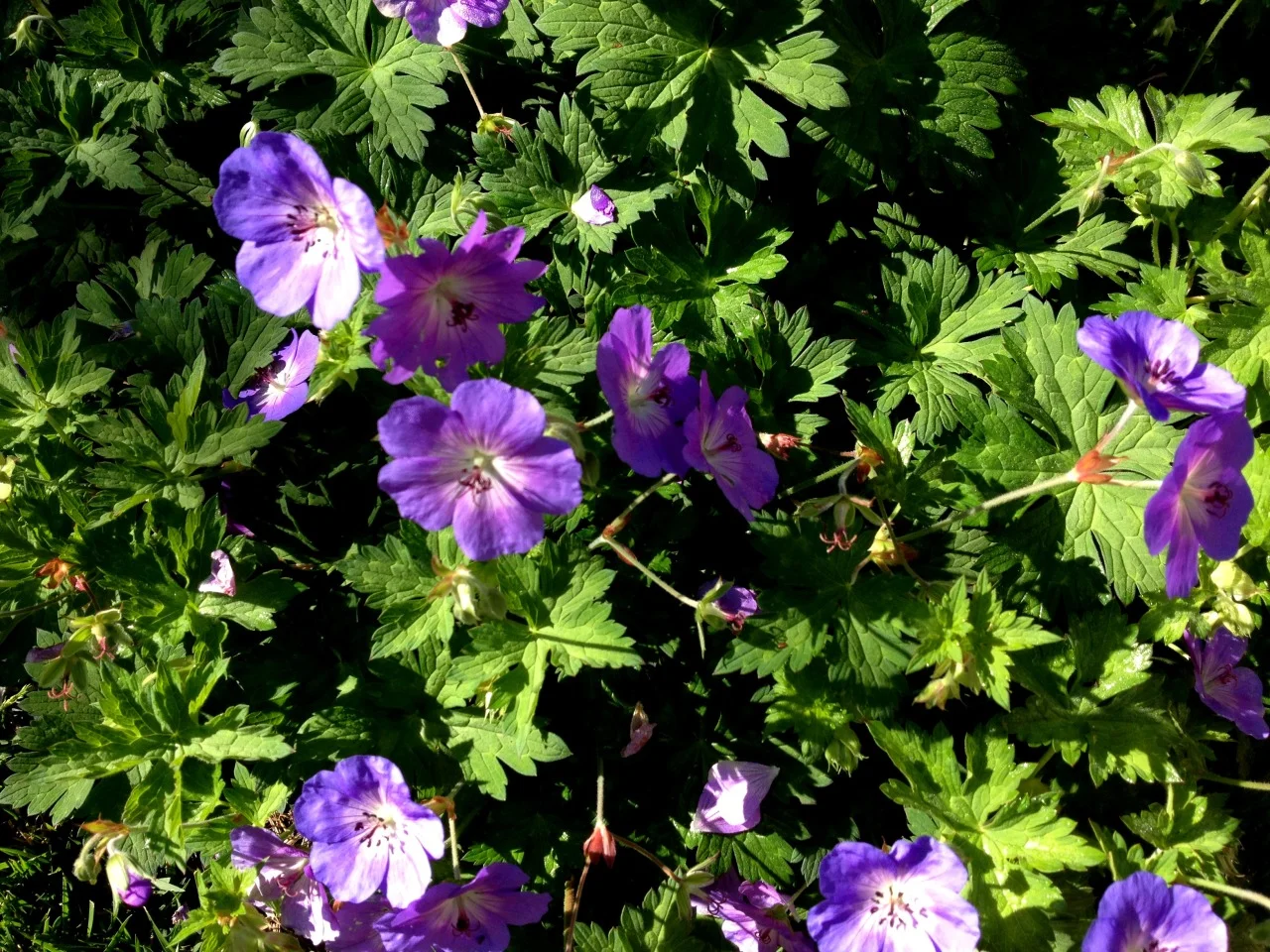 September 21, 2013
Three large Geranium ‘Rozanne’ plants scramble about in a bed next to the edible garden. Bees frequent the plants all day which may help with pollination in the garden. See more images of the planting in early spring.