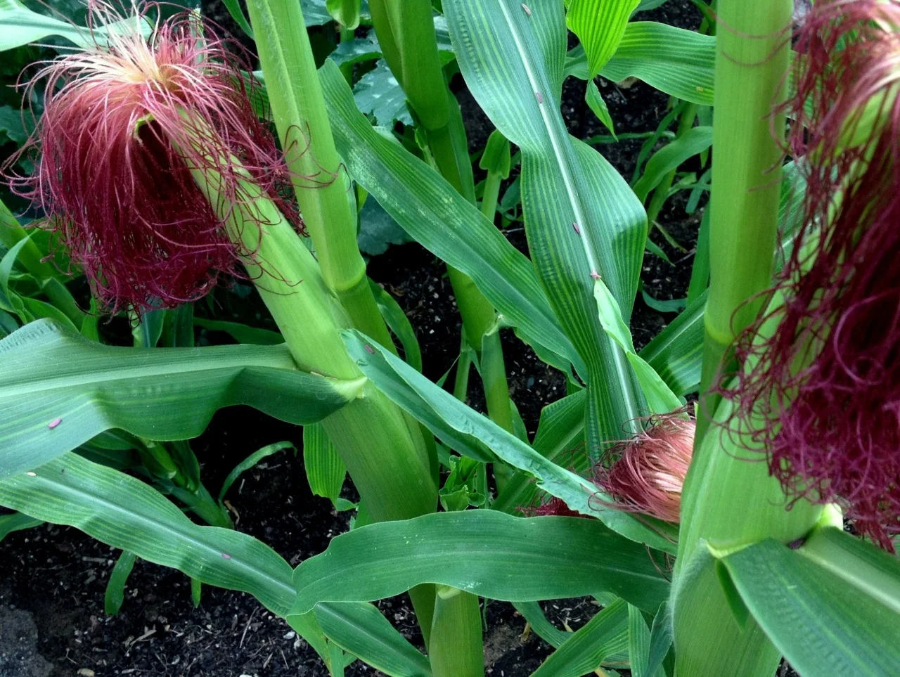 July 25, 2013
Here are the first ears of corn in my 4 foot square urban corn patch. Read my post at planting time Growing Corn in A Small Garden .
Despite my best attempts to shield the corn from marauding birds, I had to replant parts of the patch twice. Finally, I put bird netting over the entire raised bed of corn and zucchini until the plants were two feet tall and able to fend for themselves.