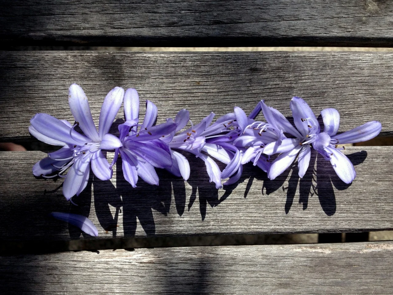 July 6, 2013
Park bench in Santa Barbara dressed up with agapanthus florets.