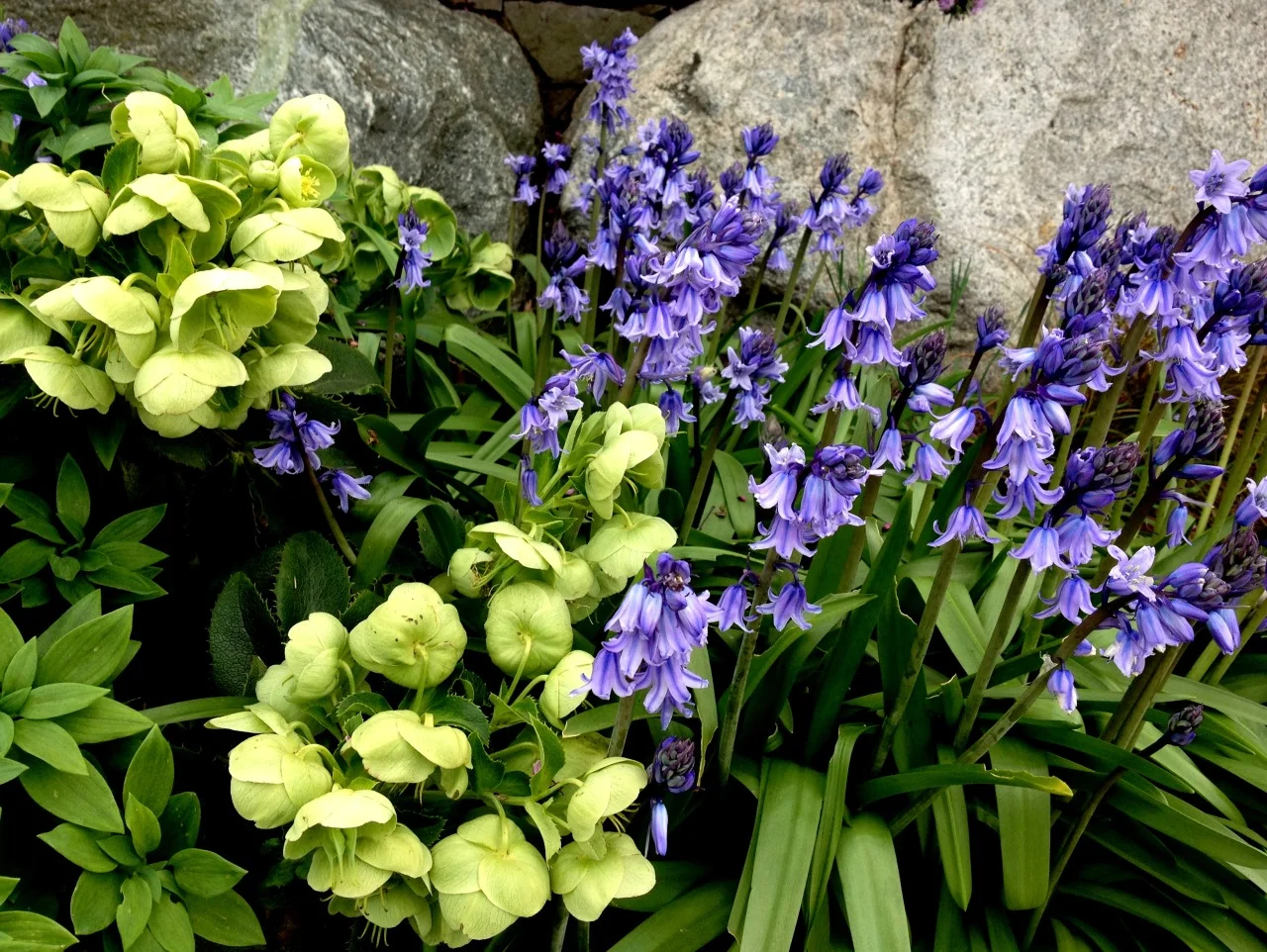 April 17, 2013
Spanish bluebells and hellebores in my spring garden