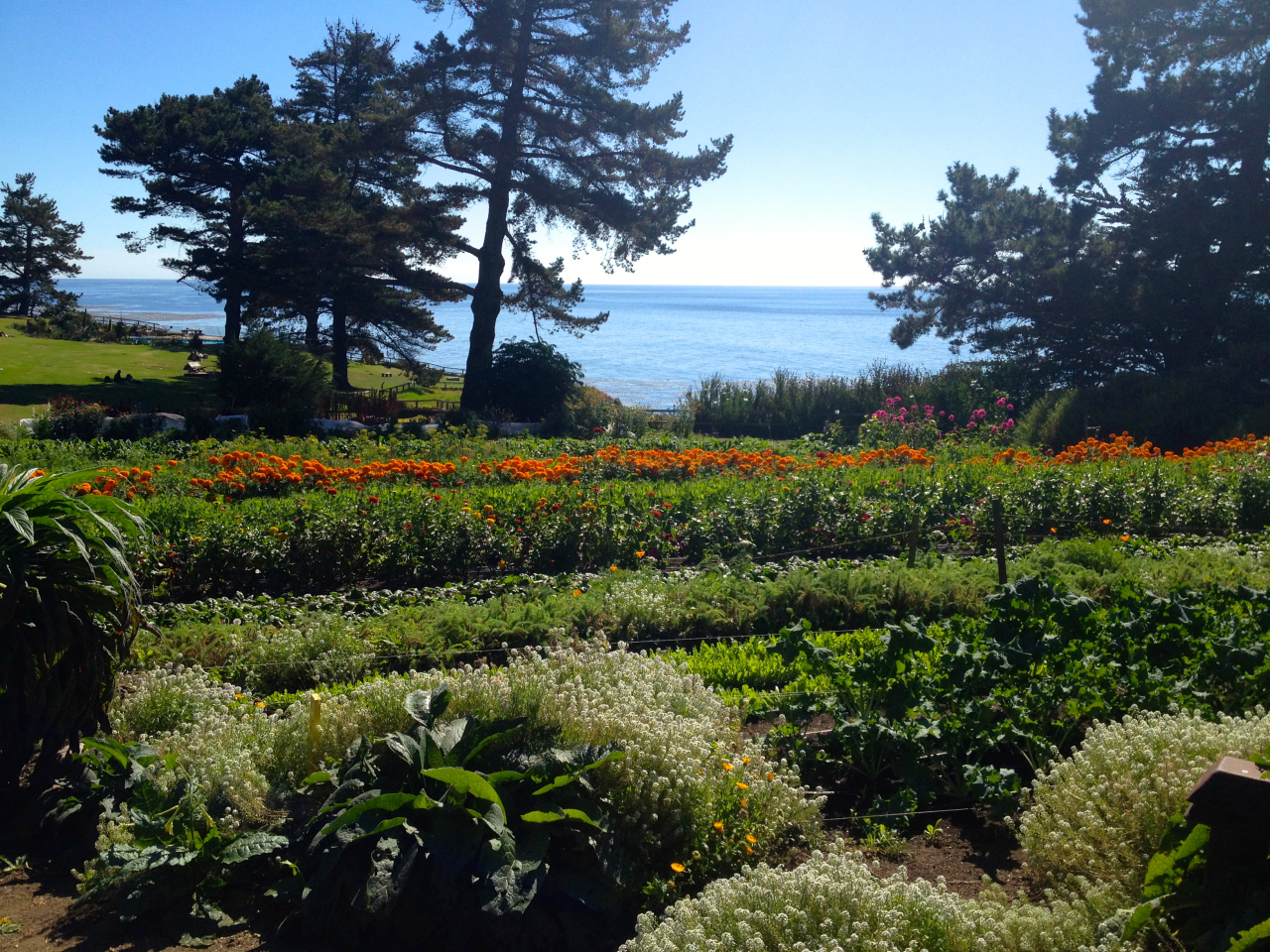 ediblegardensla :
The garden at Esalen in Big Sur. One of my favorite places and one of my favorite gardens. All the vegetables that are used in the kitchen come straight from here.
February 2, 2013
We drove by Esalen in Big Sur recently. Unfortunately, no visitors unless you have reservations. And yes, the sky and the water can really be that blue.