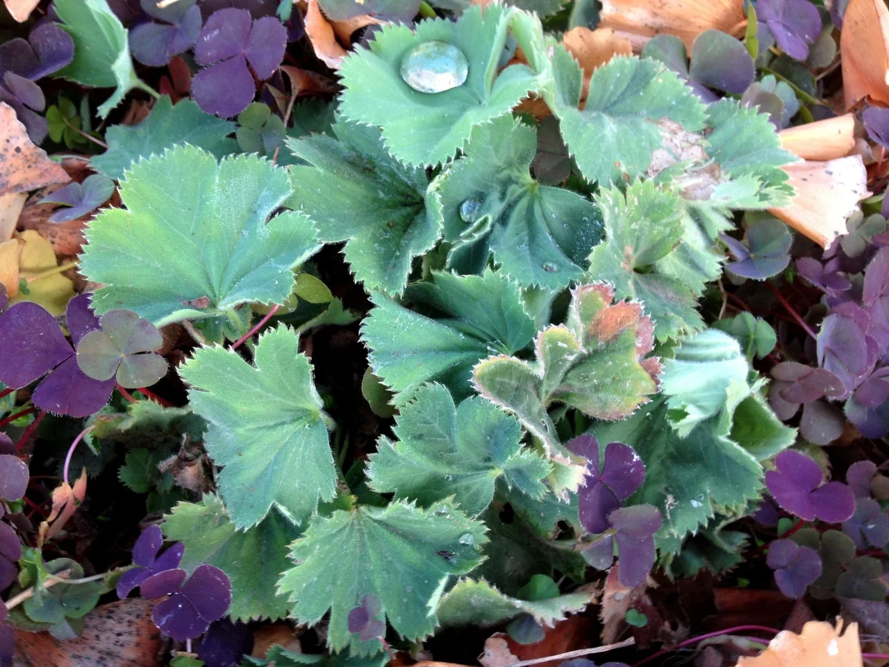January 24, 2013
Scene from the streetside garden: Alchemilla mollis (Lady’s Mantle) with Oxalis ‘Garnet’ in a sea of ginkgo leaves.