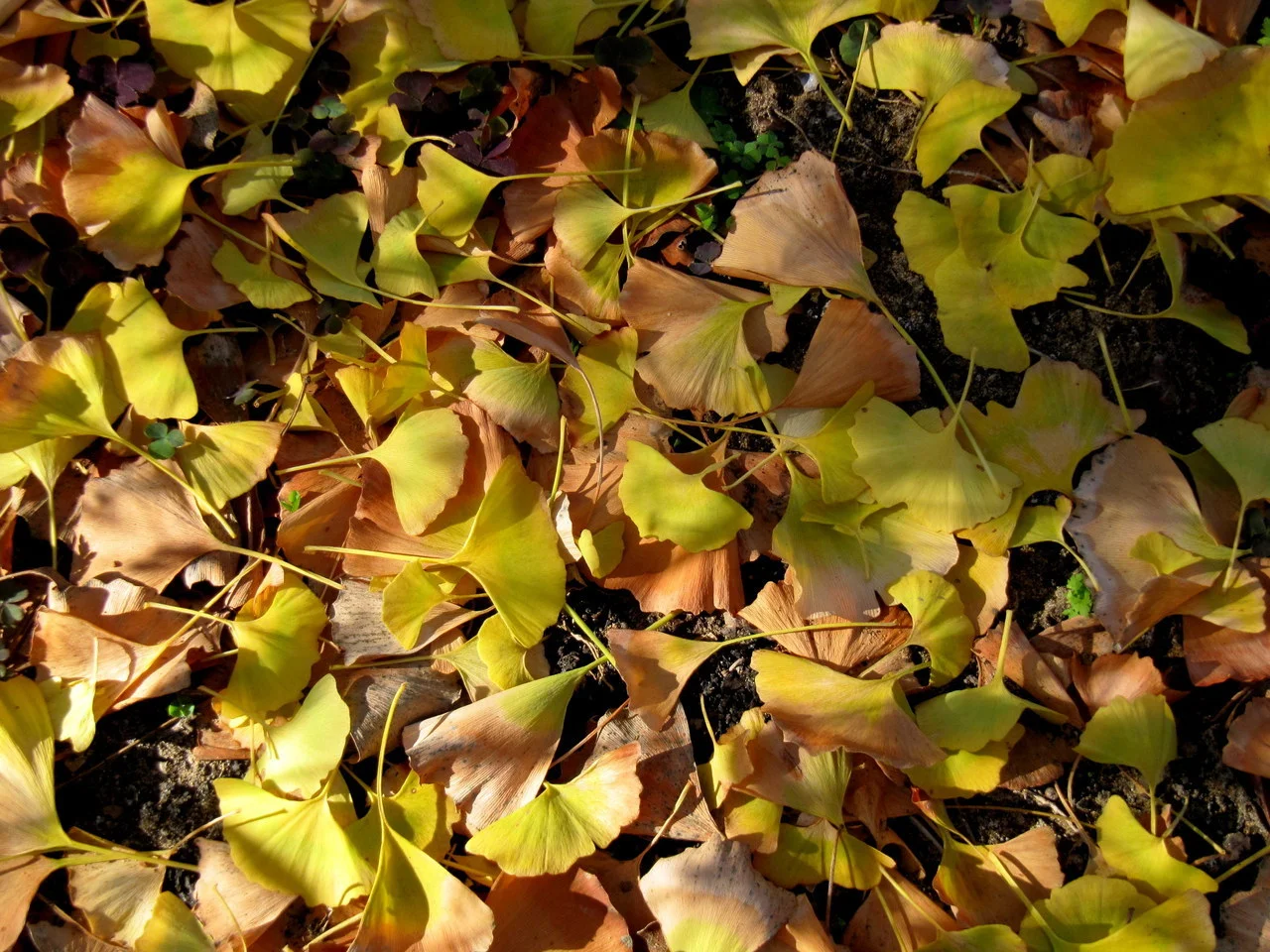 November 14, 2012
Ginkgo leaves in my streetside garden.
