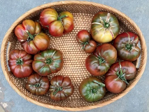 In My San Diego Garden & Kitchen 