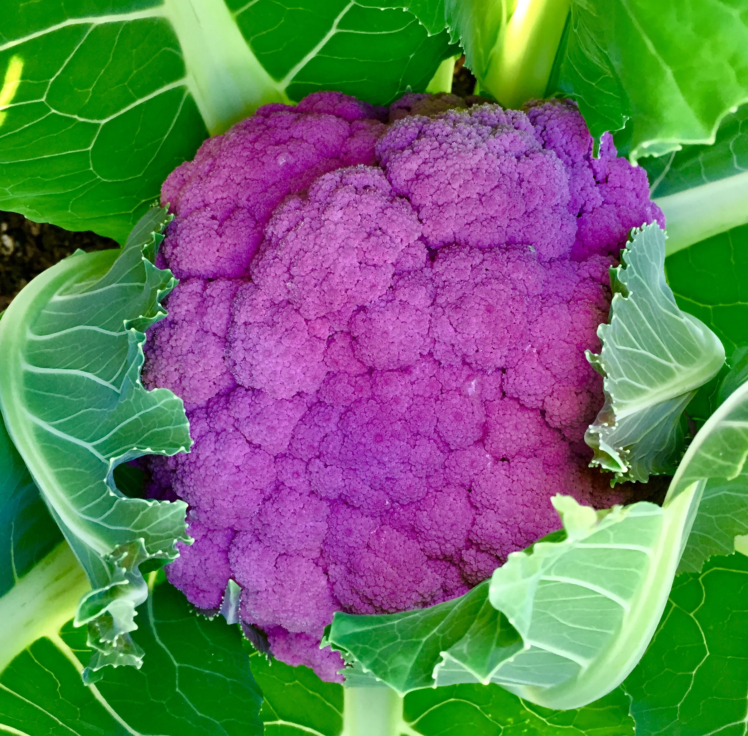 Welcome to My Garden and ediblegardens52