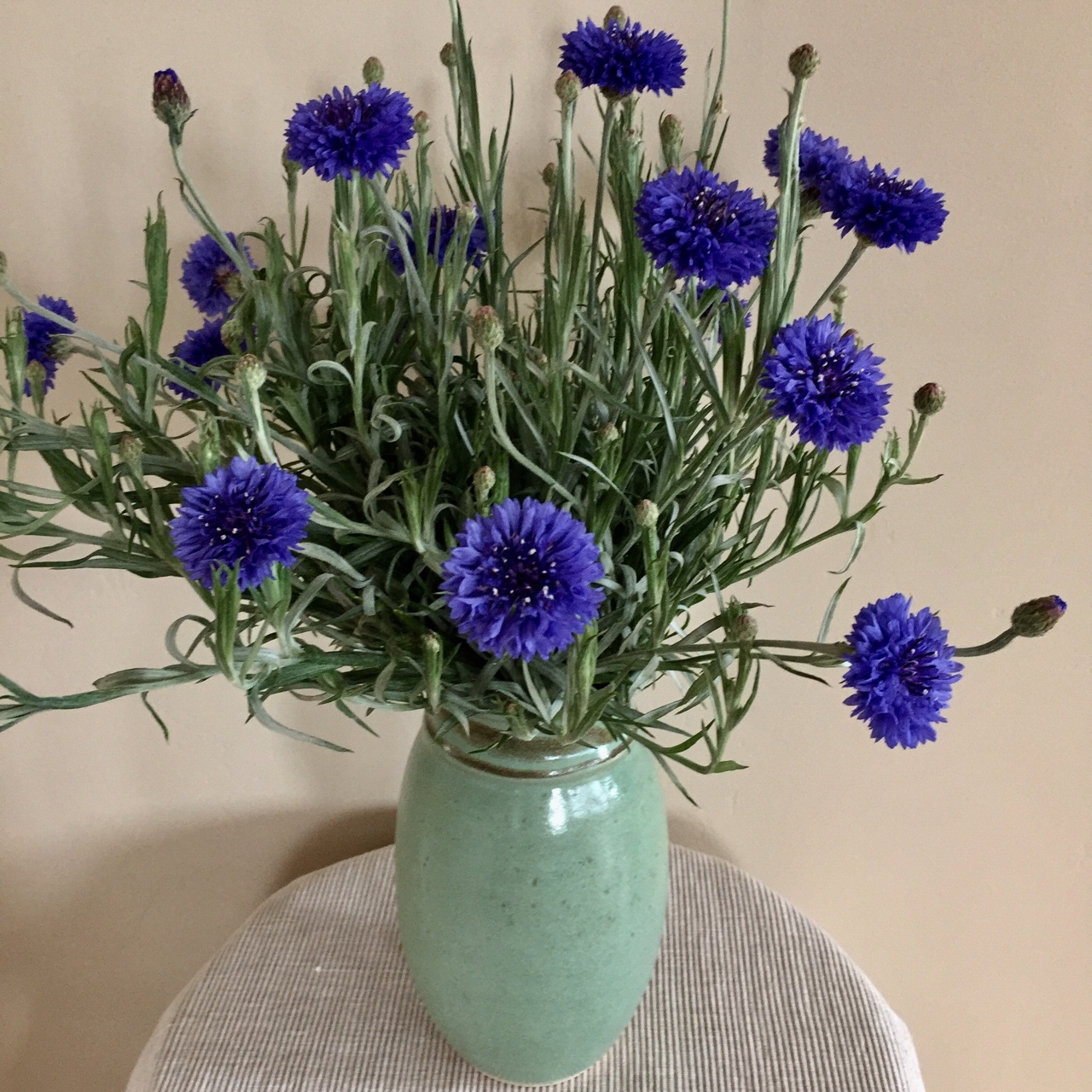 Cornflowers from the Veggie Garden