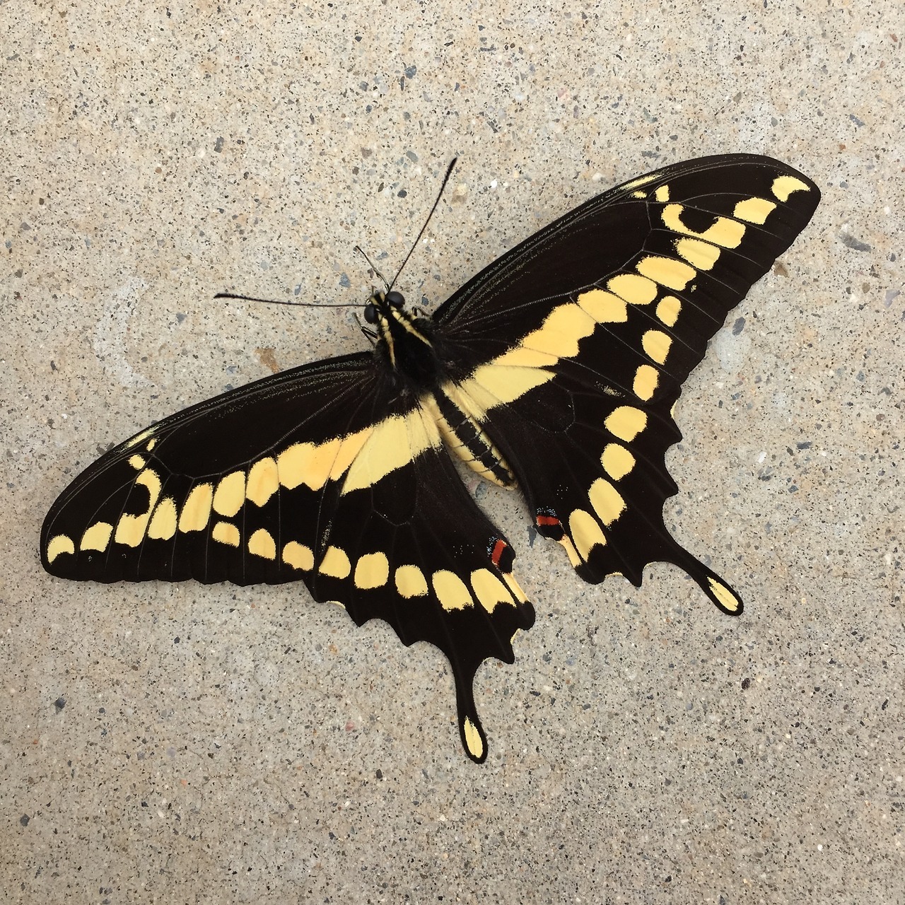 Giant Swallowtail Butterfly