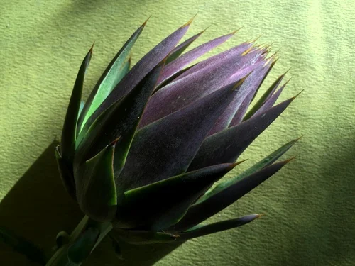 EG Purple artichoke picked Sm.JPG