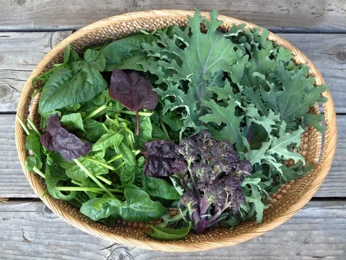 September Begins the Garden Year