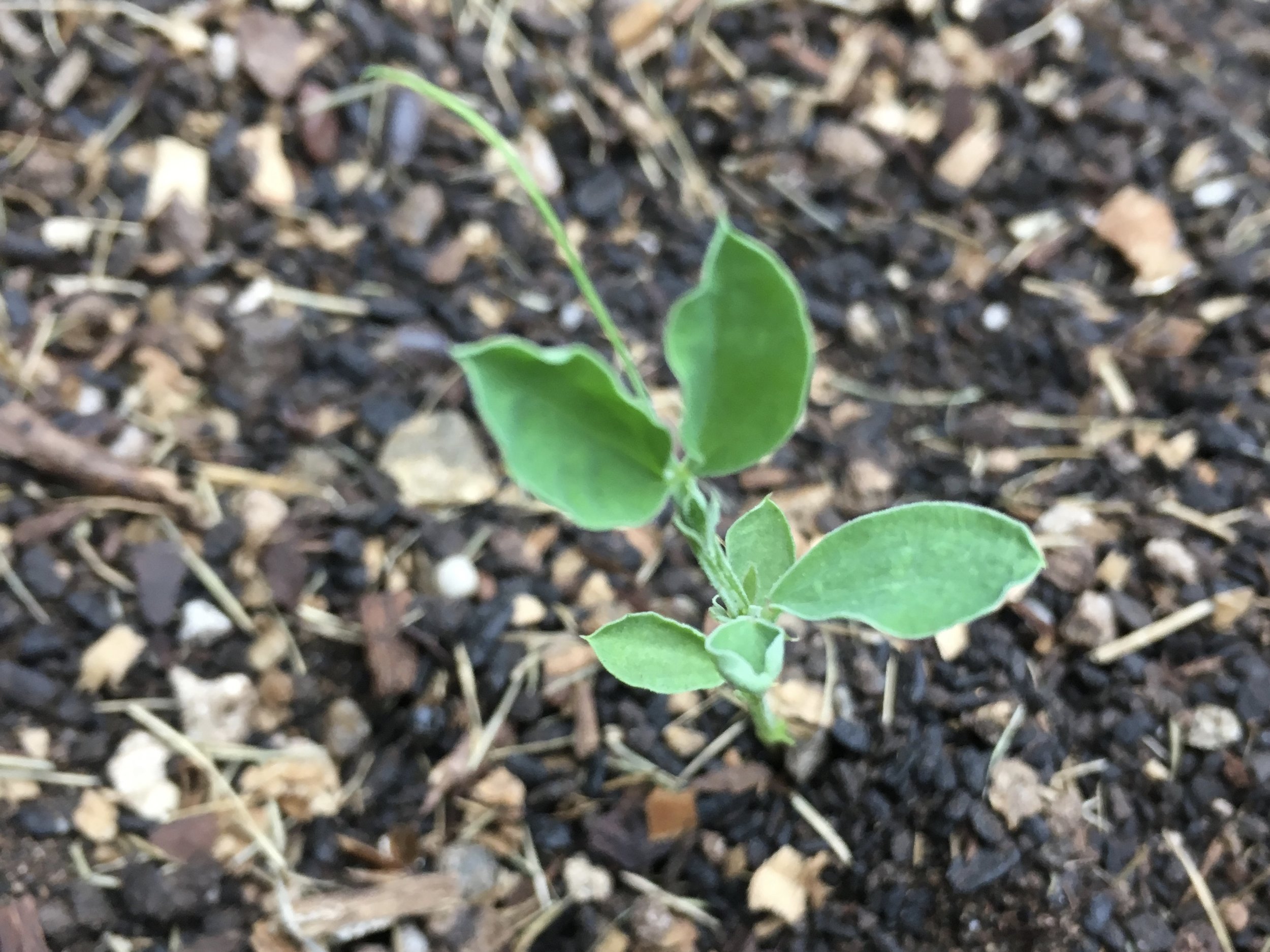 When the volunteer sweet peas show up in the garden I know conditions are right for planting this year’s sweet peas.