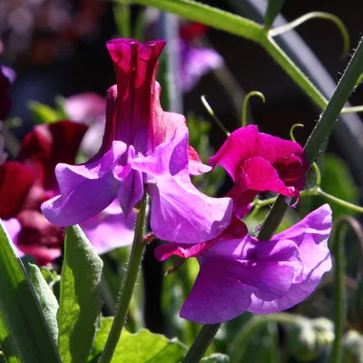 In My Garden: Planting Sweet Peas