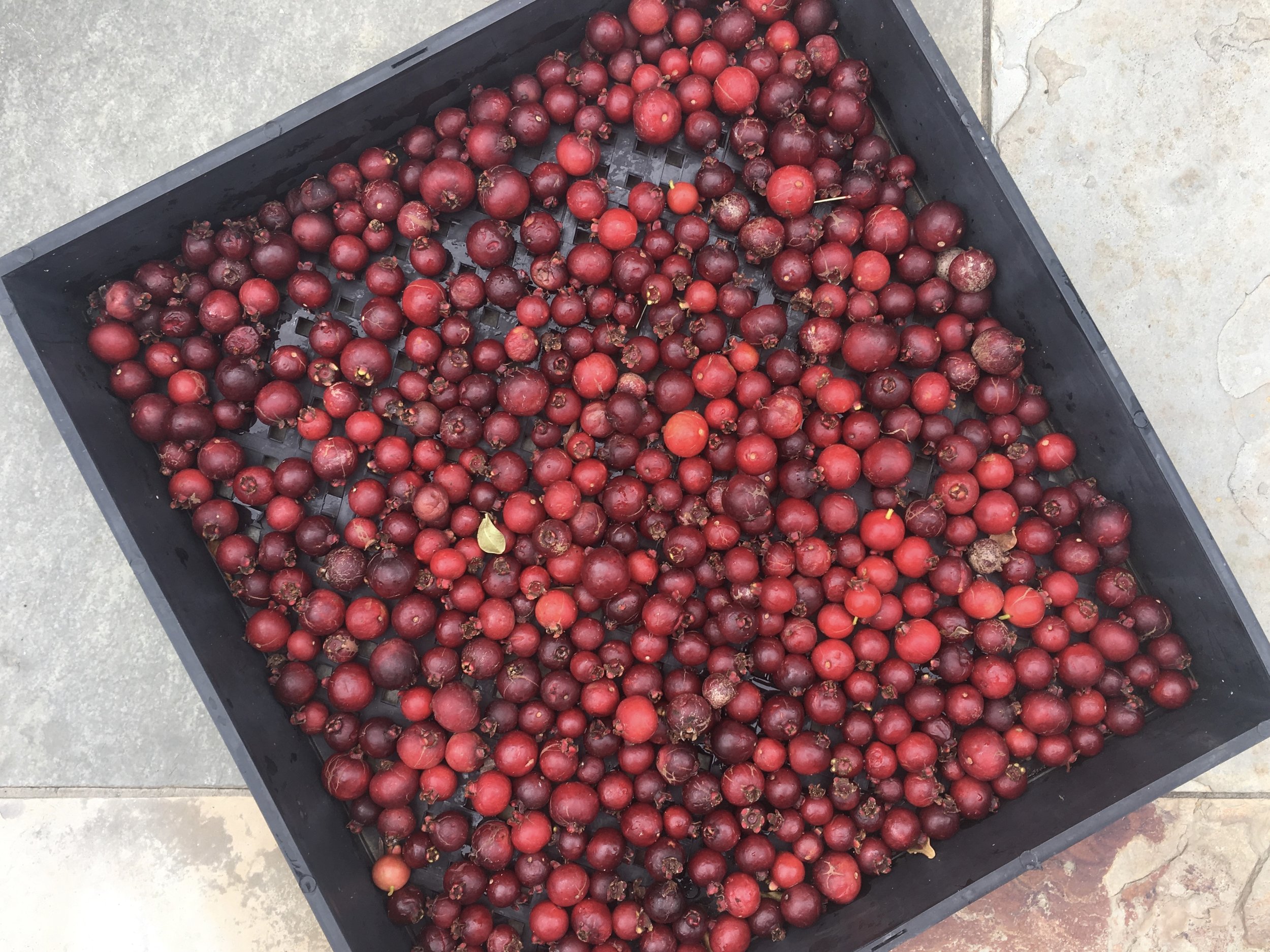 The strawberry guavas were smaller this season probably because of insufficient water during the hot weather.