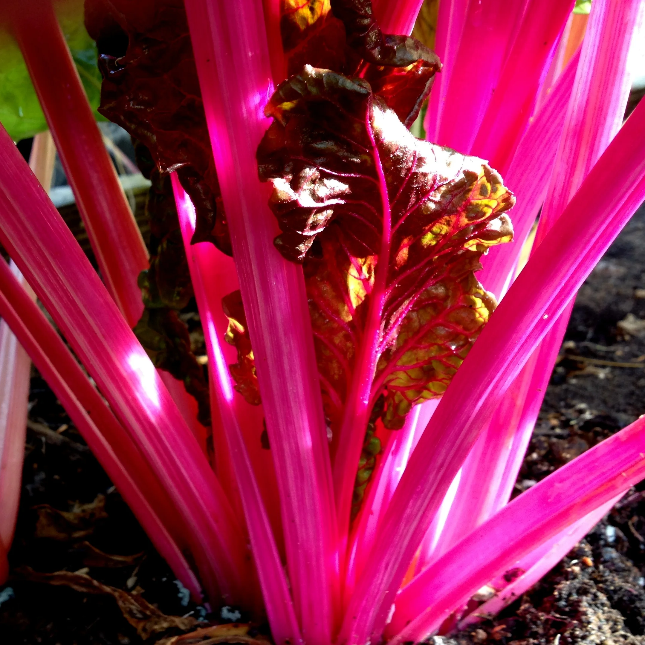 Winter Color in the Garden