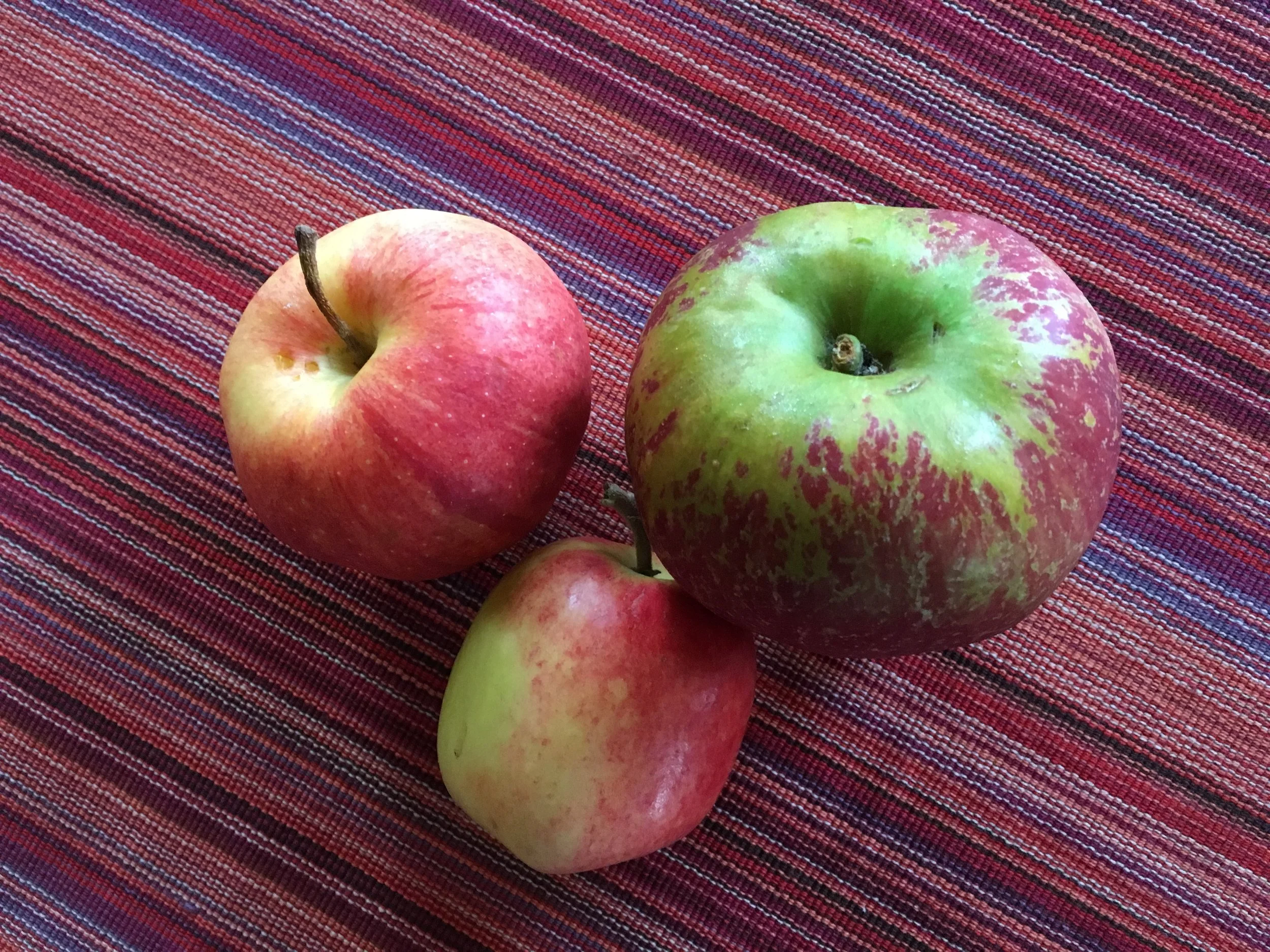An odd lot of apples—Gordon and Dorsett Golden. The larger harvest to happen soon.