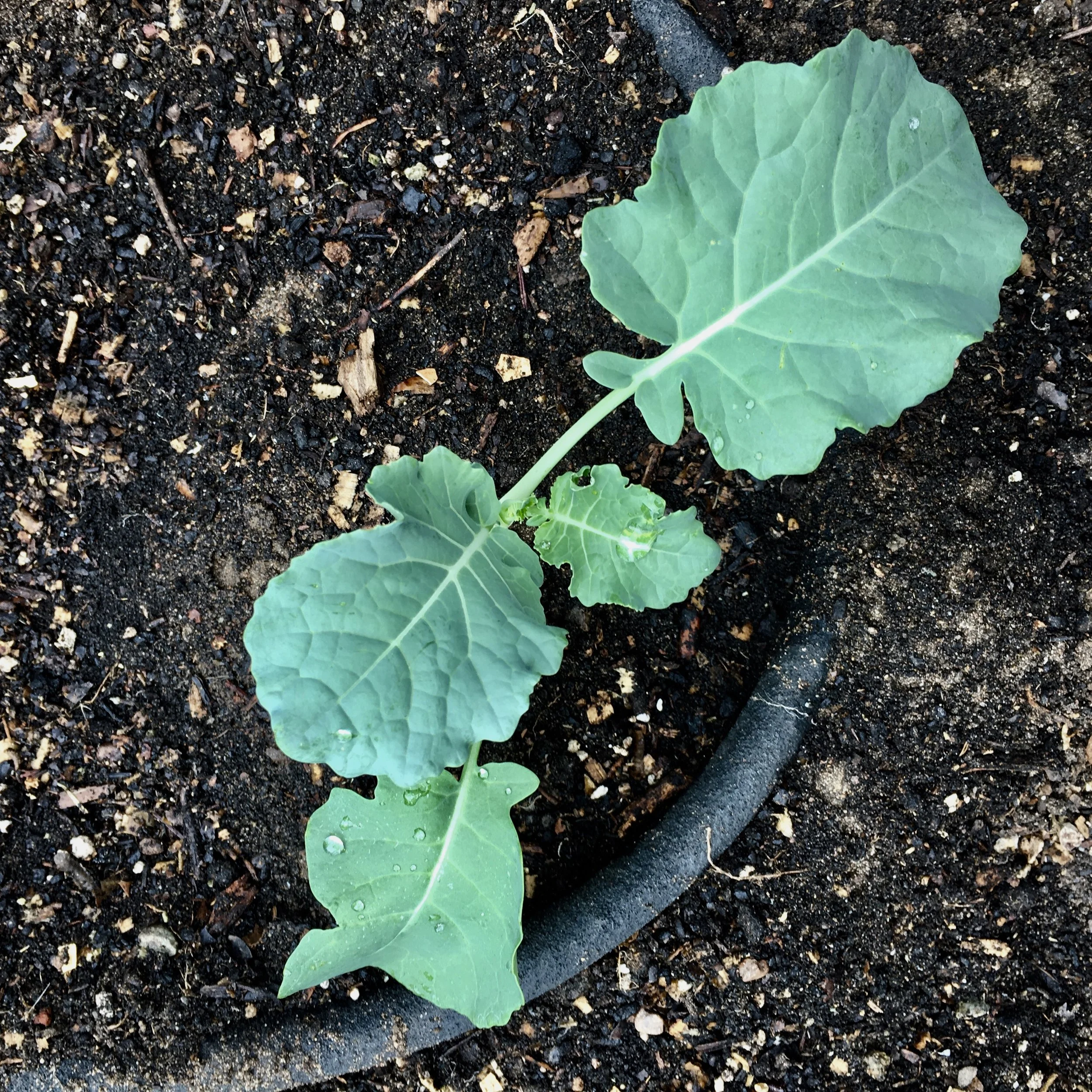 Scenes from the Winter Garden 