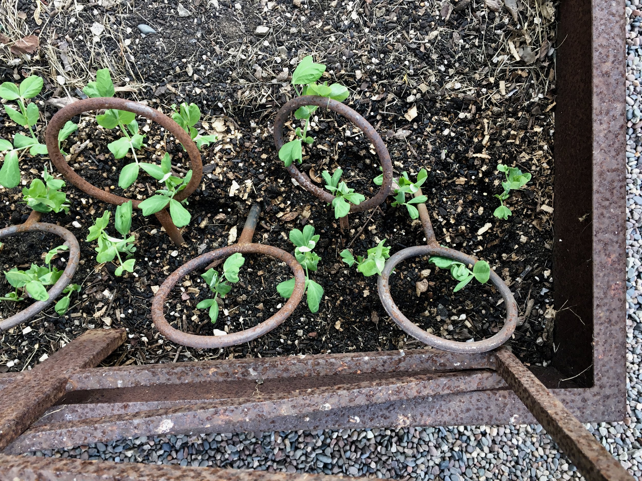 Yellow edible-podded snow peas heading for the trellis.