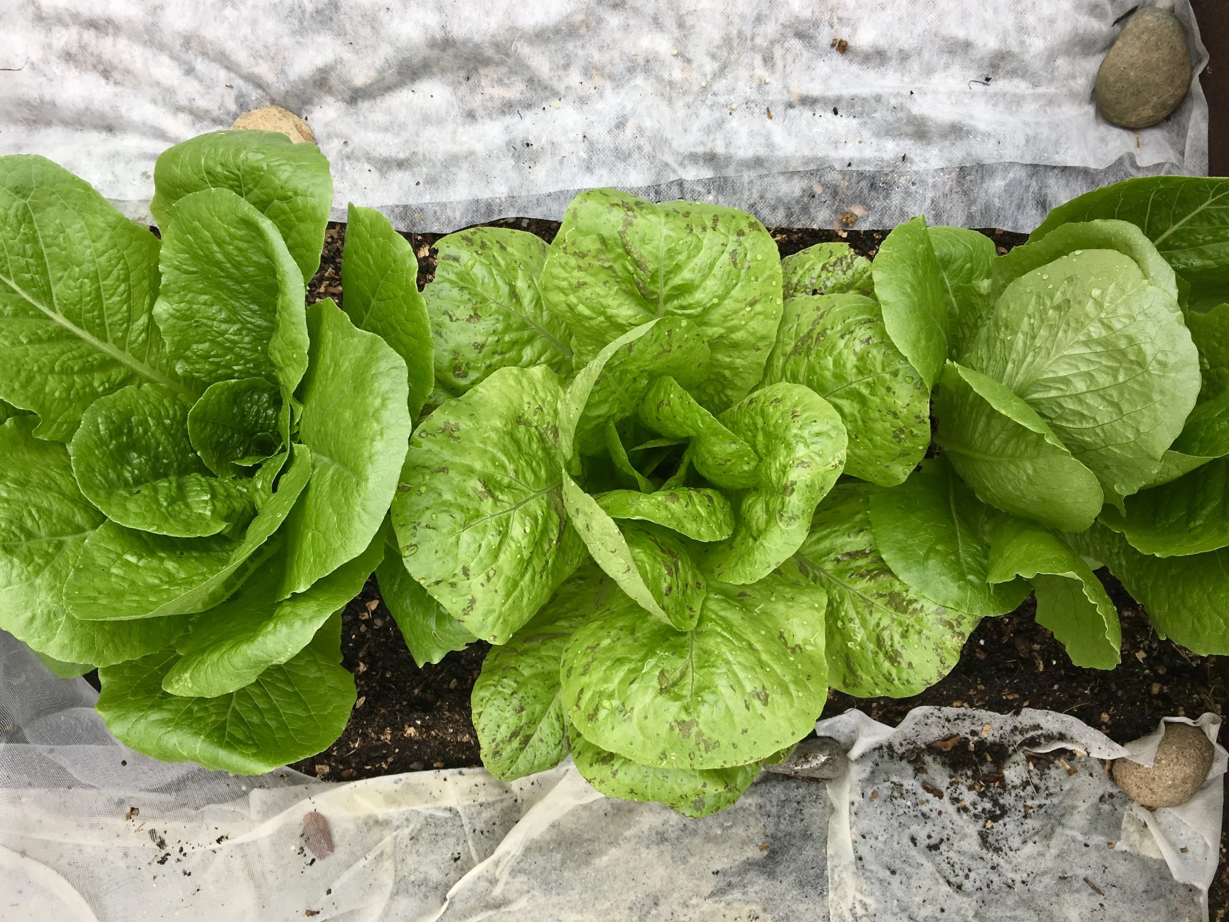 Romaine lettuce from transplants with seeded lettuce nearby.