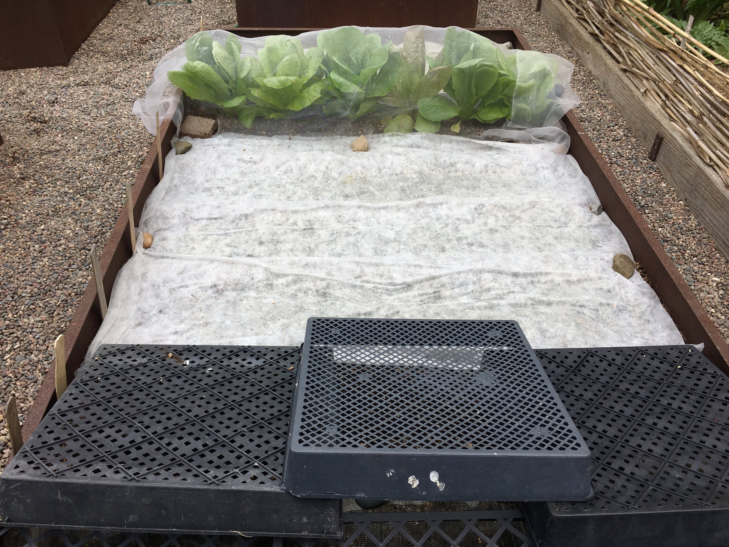 The lettuce and greens bed: mesclun, spinach, arugula and four kinds of lettuce.