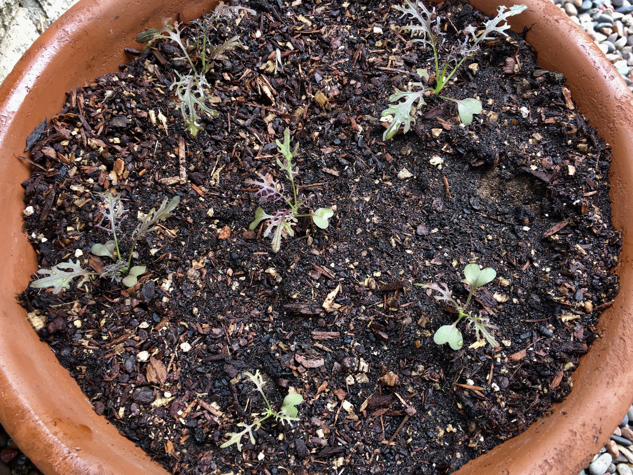 ‘Ruby Streaks’ mustard in a 12-inch container.