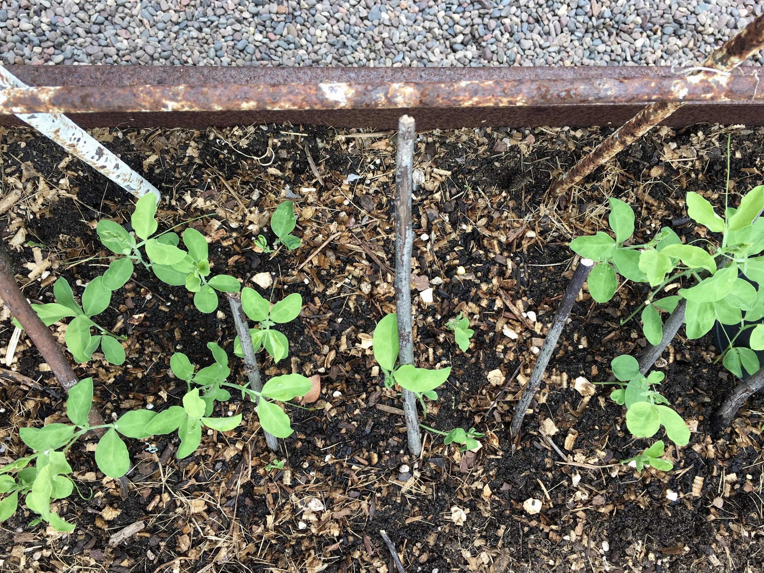 Bi-color purple sweet peas climbing the pea brush to the trellis.