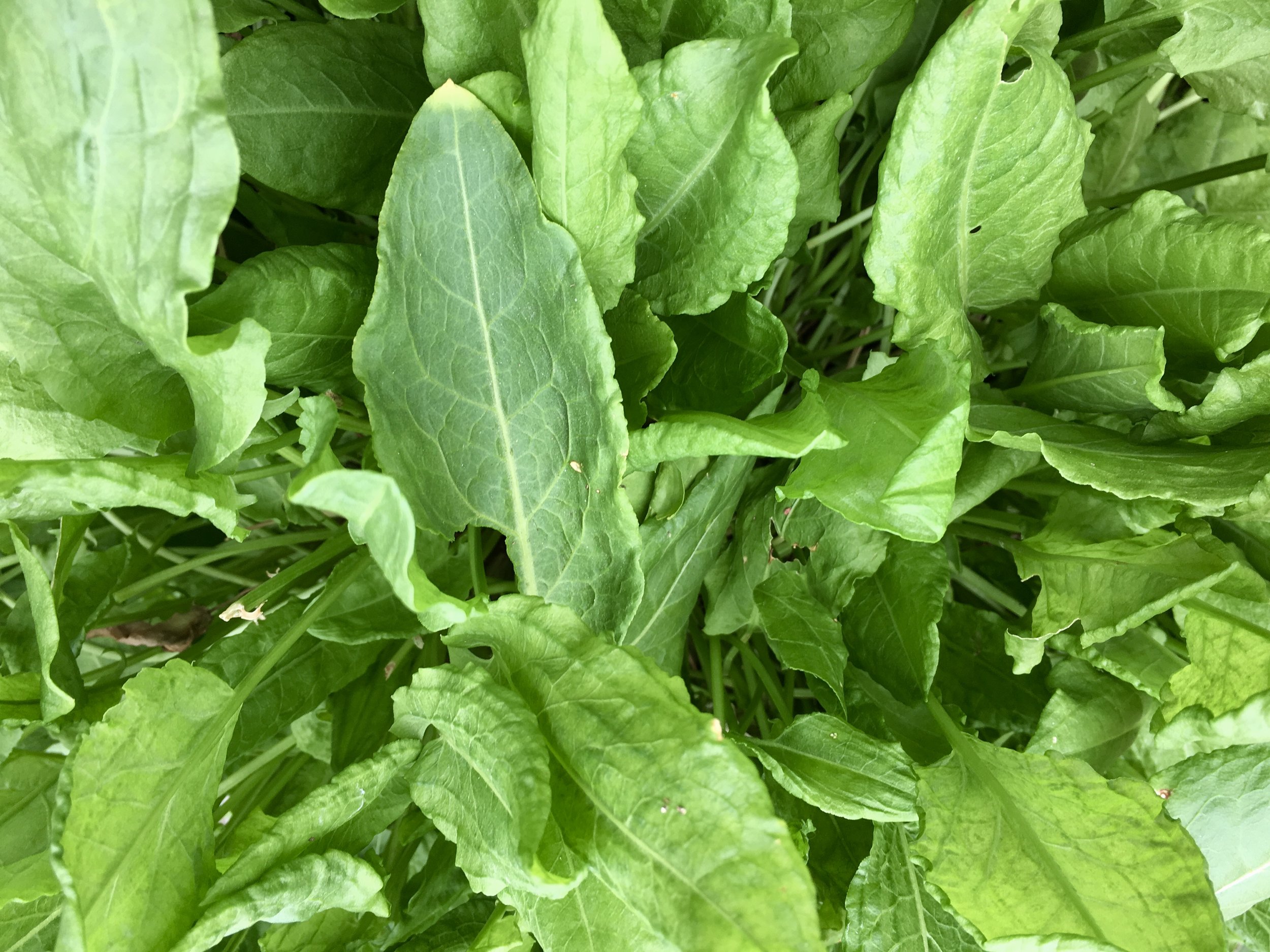 French sorrel in a 12-inch container near the kitchen.