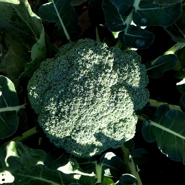 Eat It Now...Plant It Now