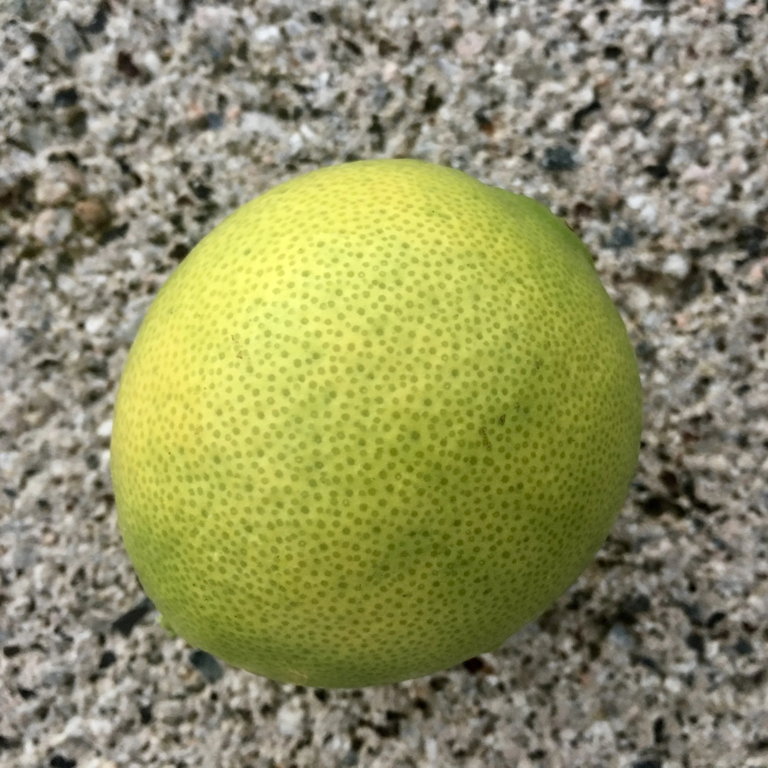 In My San Diego Garden and Kitchen