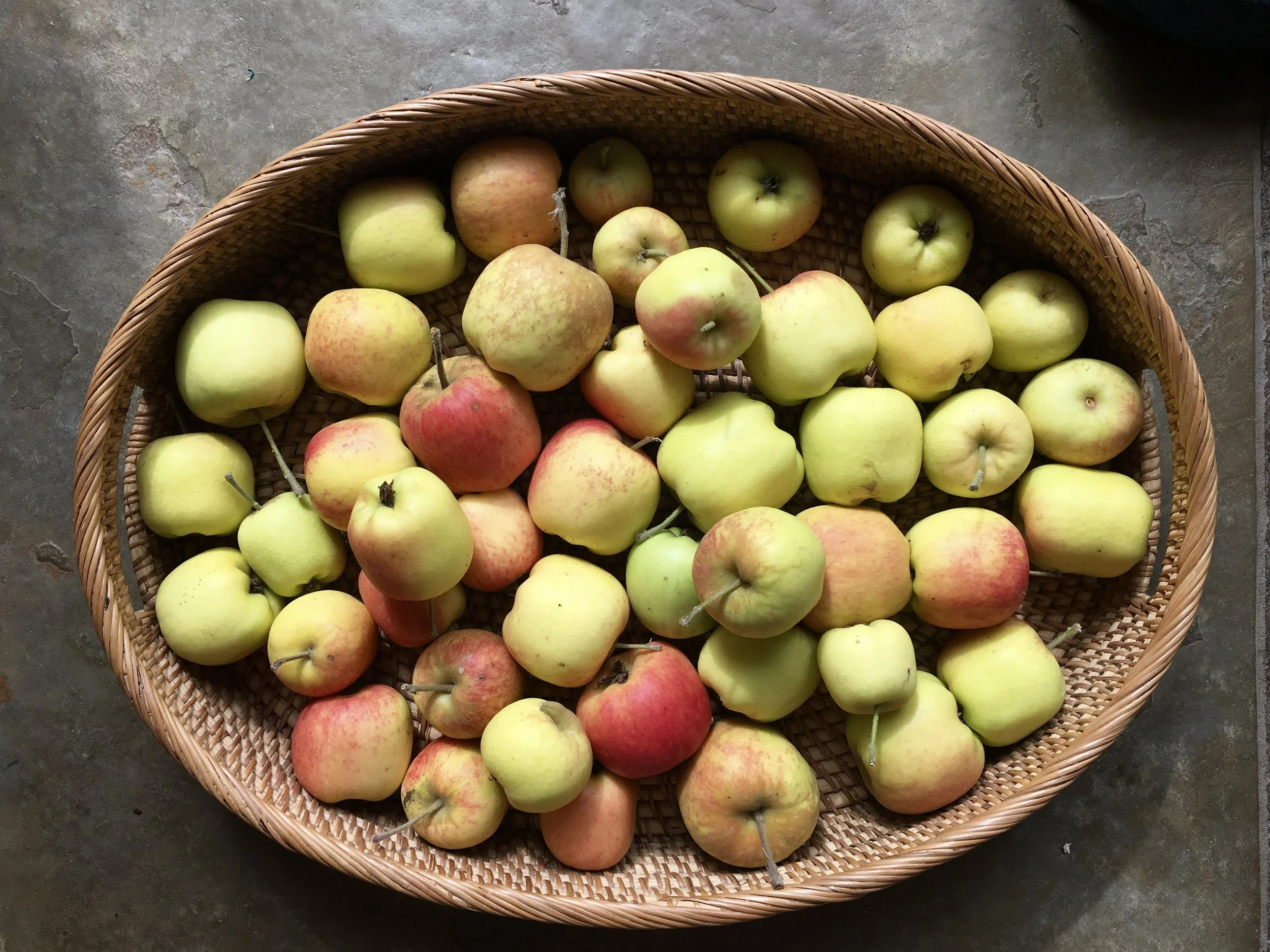 ‘Dorsett Golden’ apples.