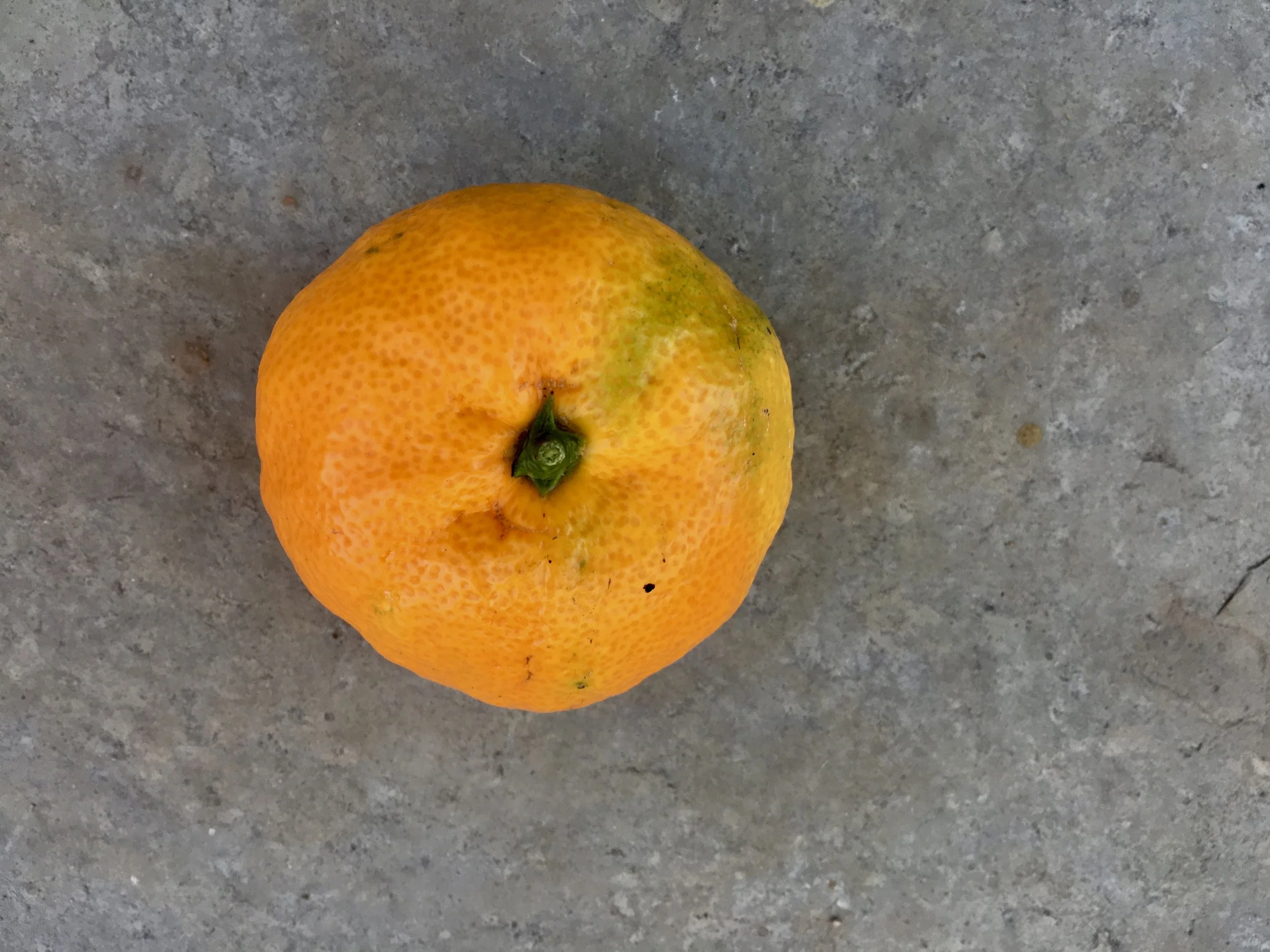 First tangerine of the season.