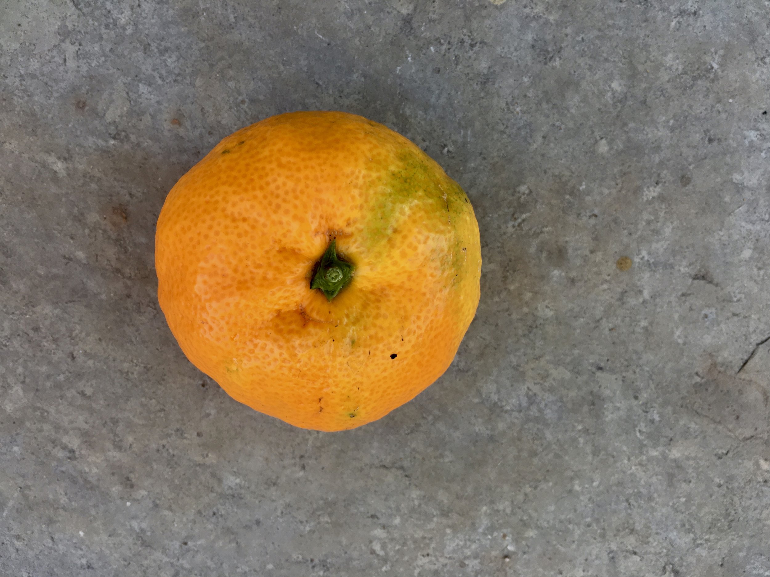 First tangerine of the season.