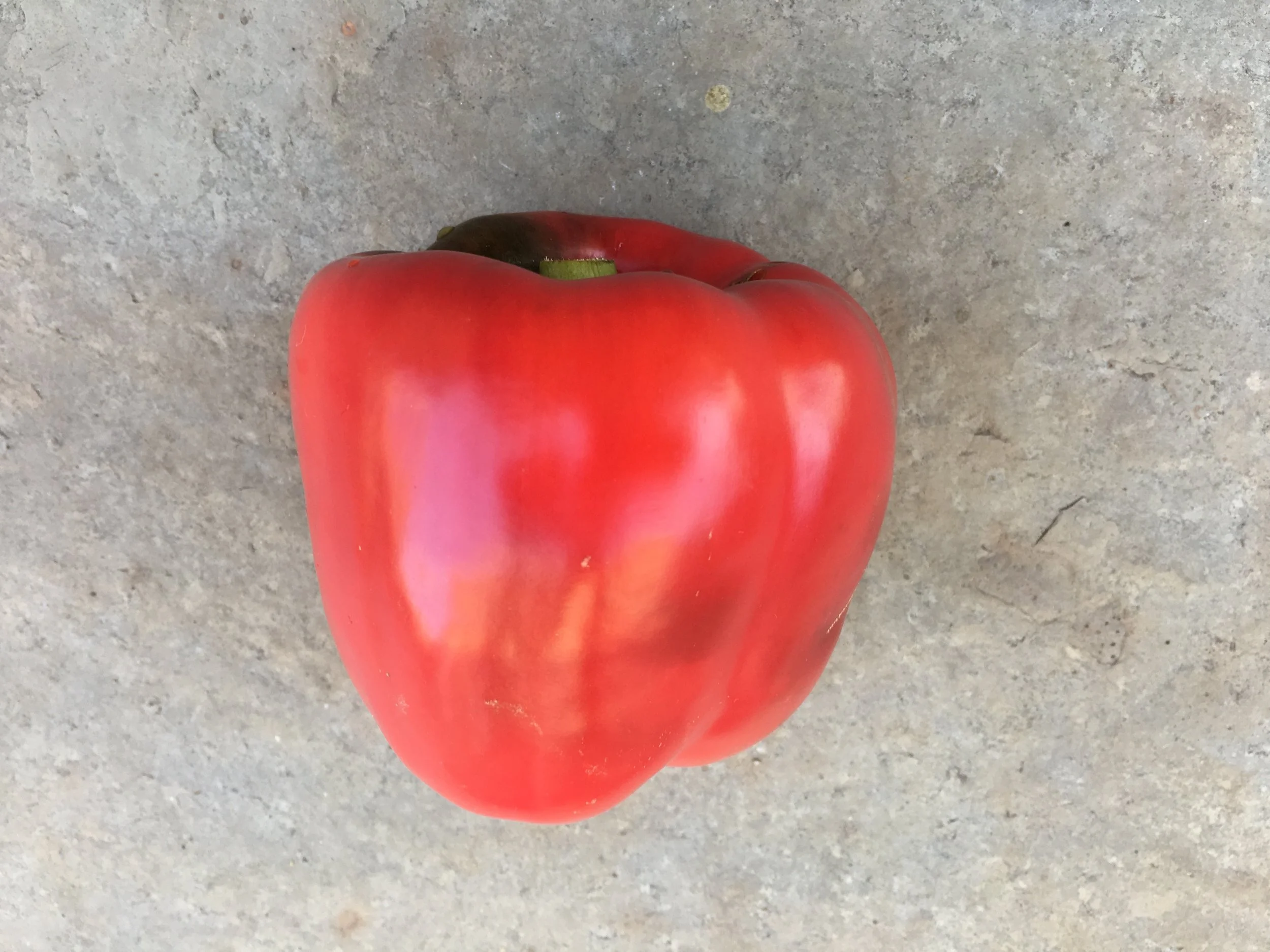 Most of the ‘Red Beauty’ bell peppers weigh in at over a half pound.