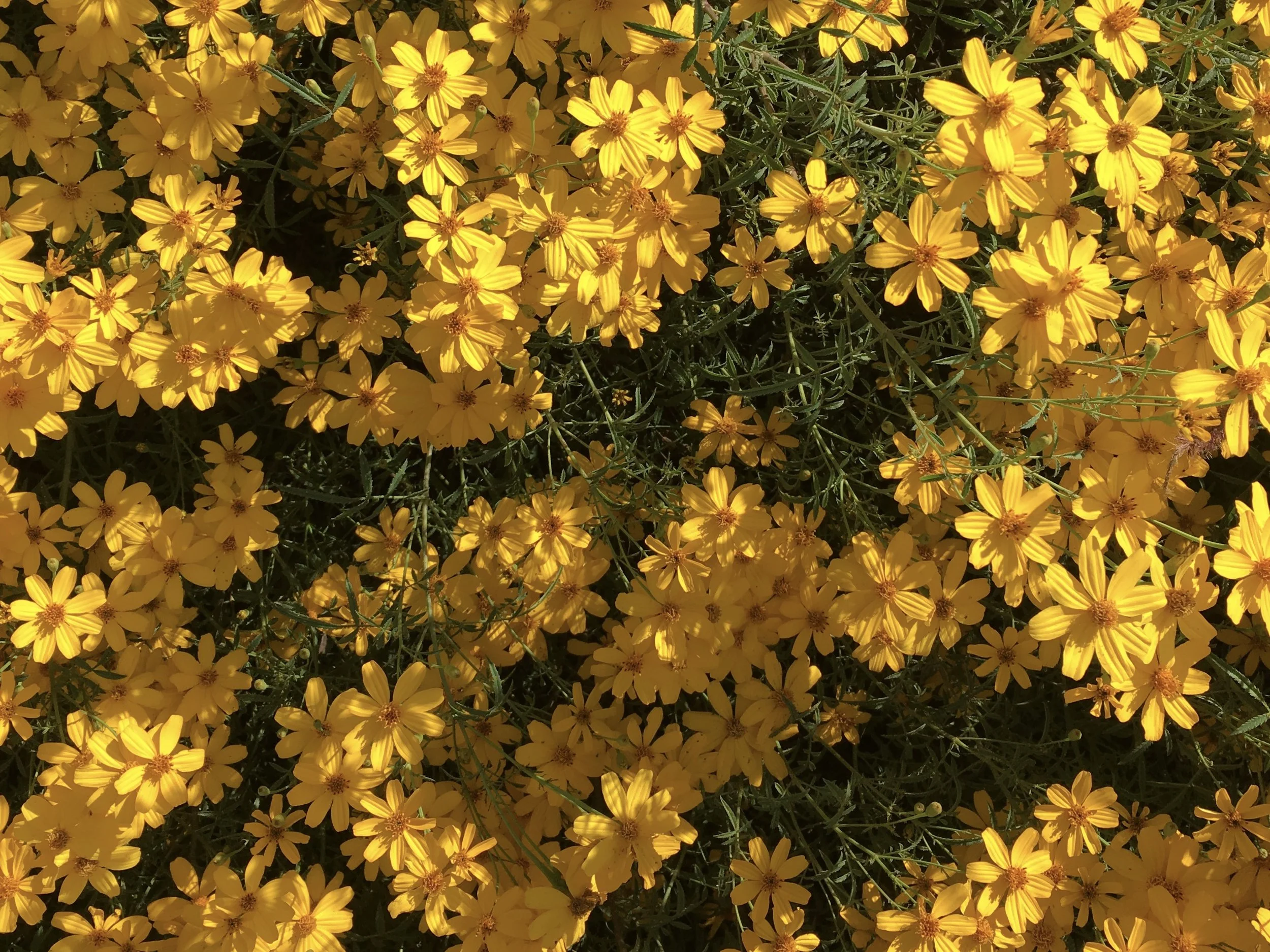 And it is fall in my street-side garden, Mexican marigold—Tagetes lemmonii