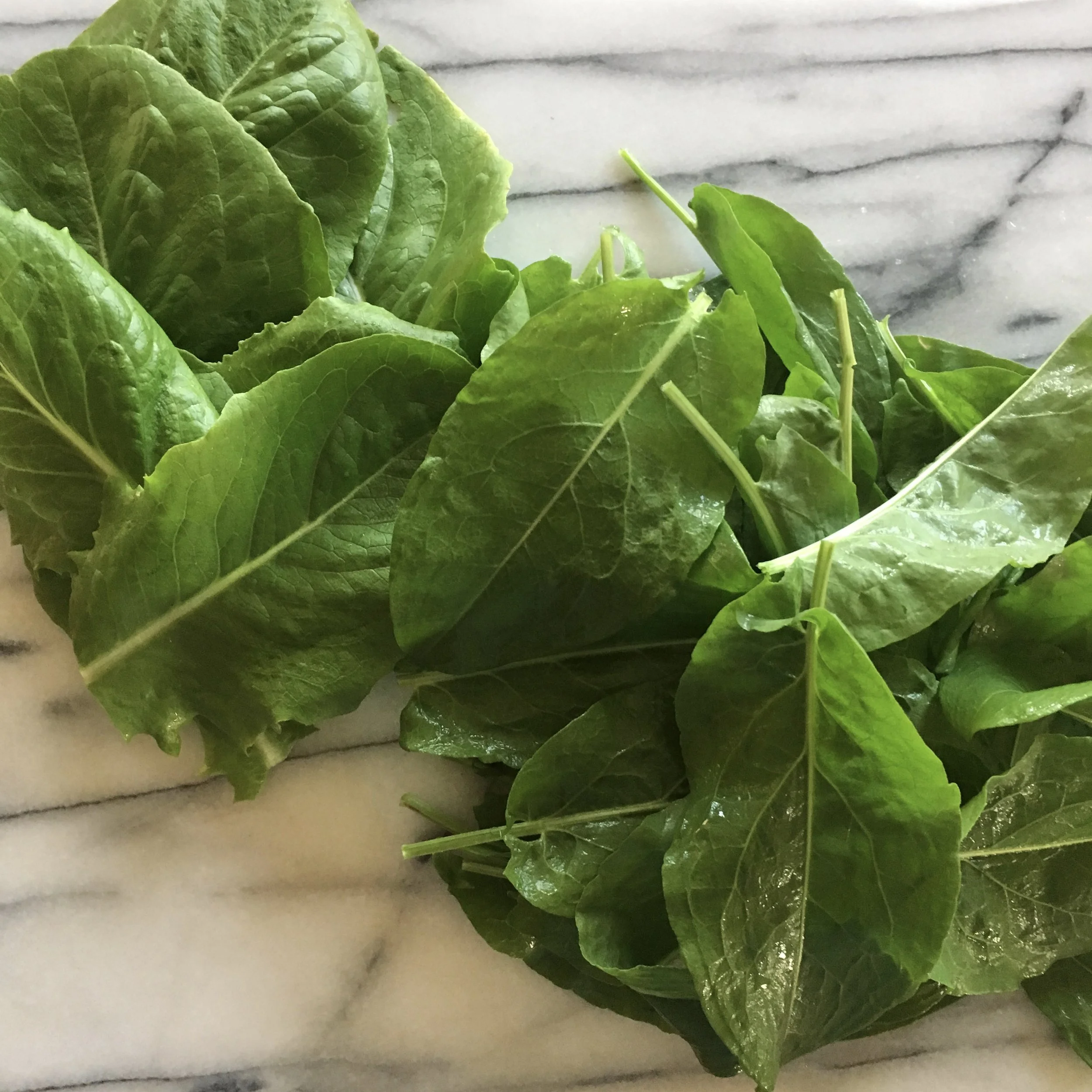 In My San Diego Garden and Kitchen