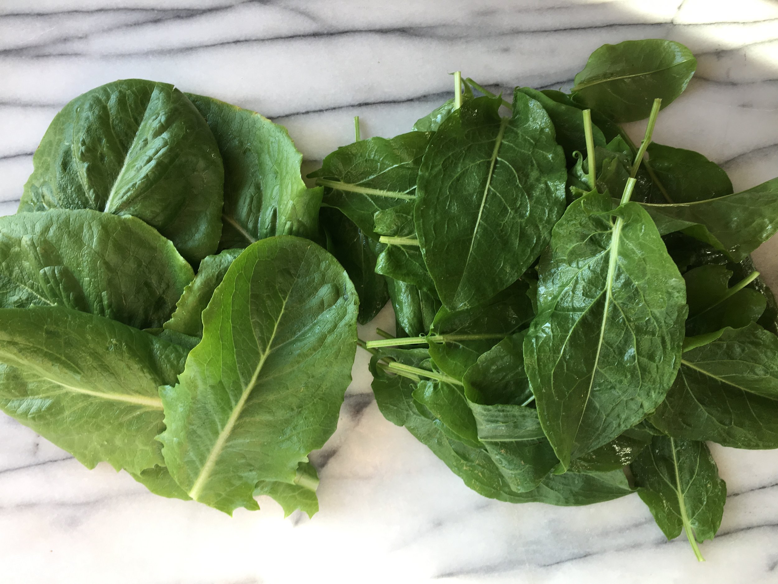 Romaine lettuce and French sorrel