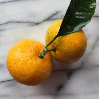 In My San Diego Garden and Kitchen