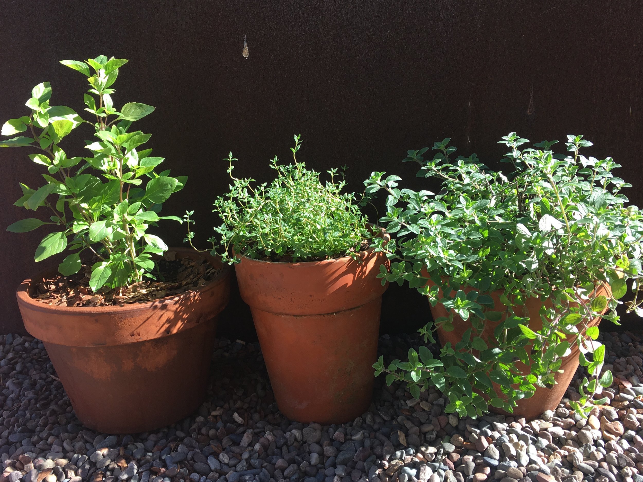 Greek basil, thyme and oregano in the winter light