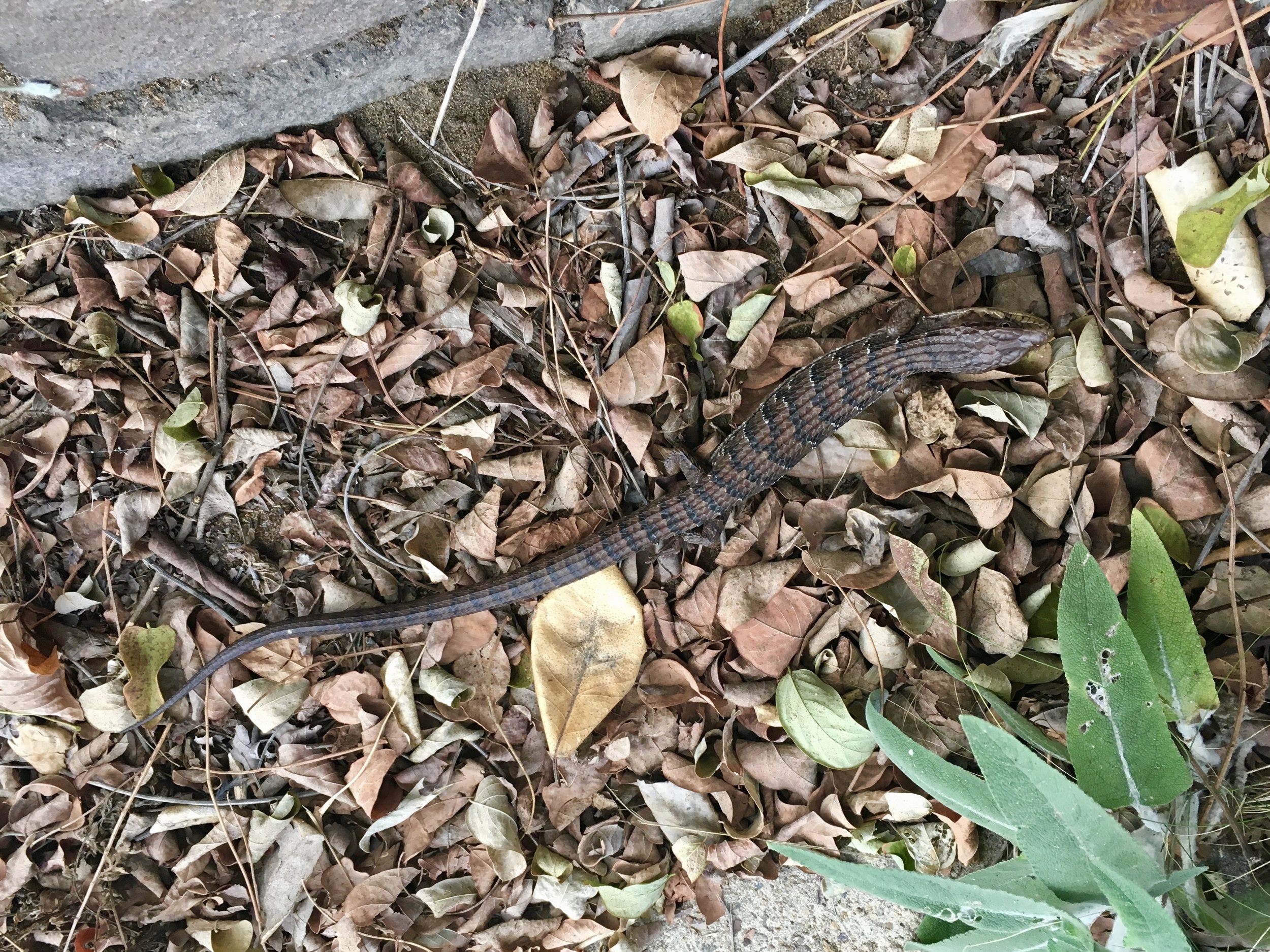 Southern alligator, Elgaria multicarinata , subspecies: E. m. webbi (San Diego Alligator Lizard)