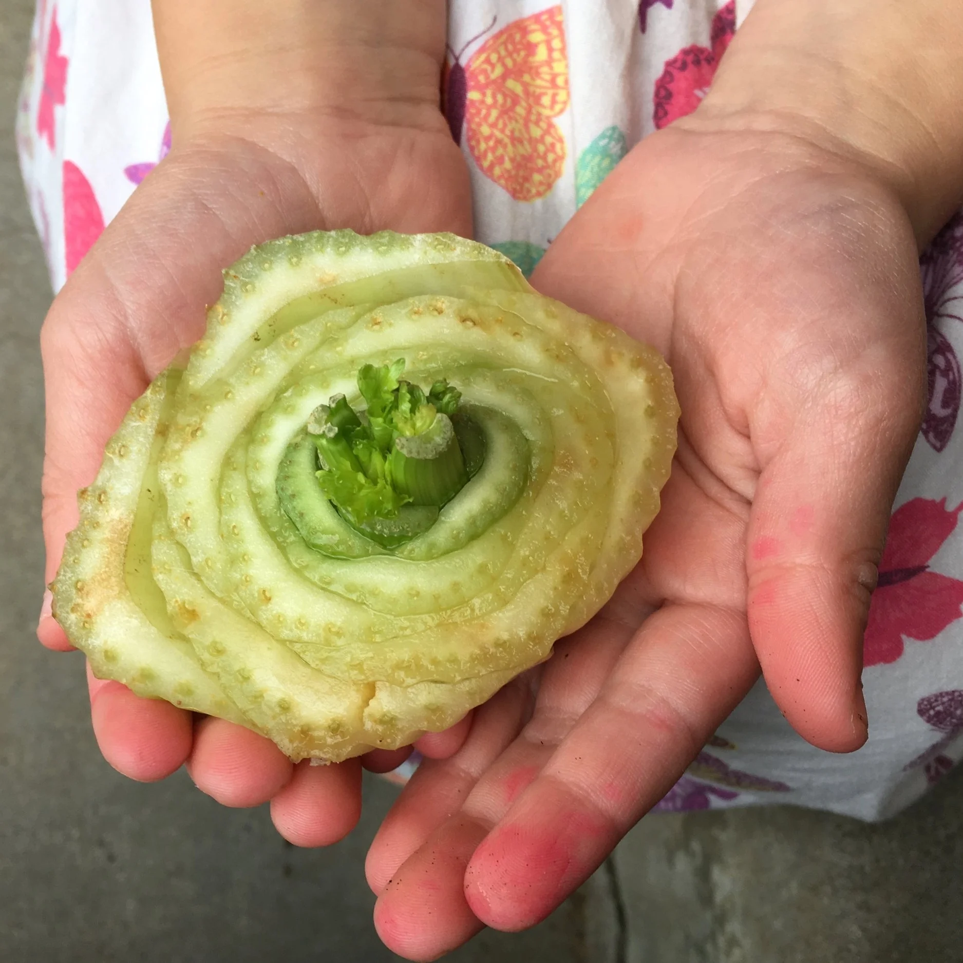 Cut and Come Again Celery