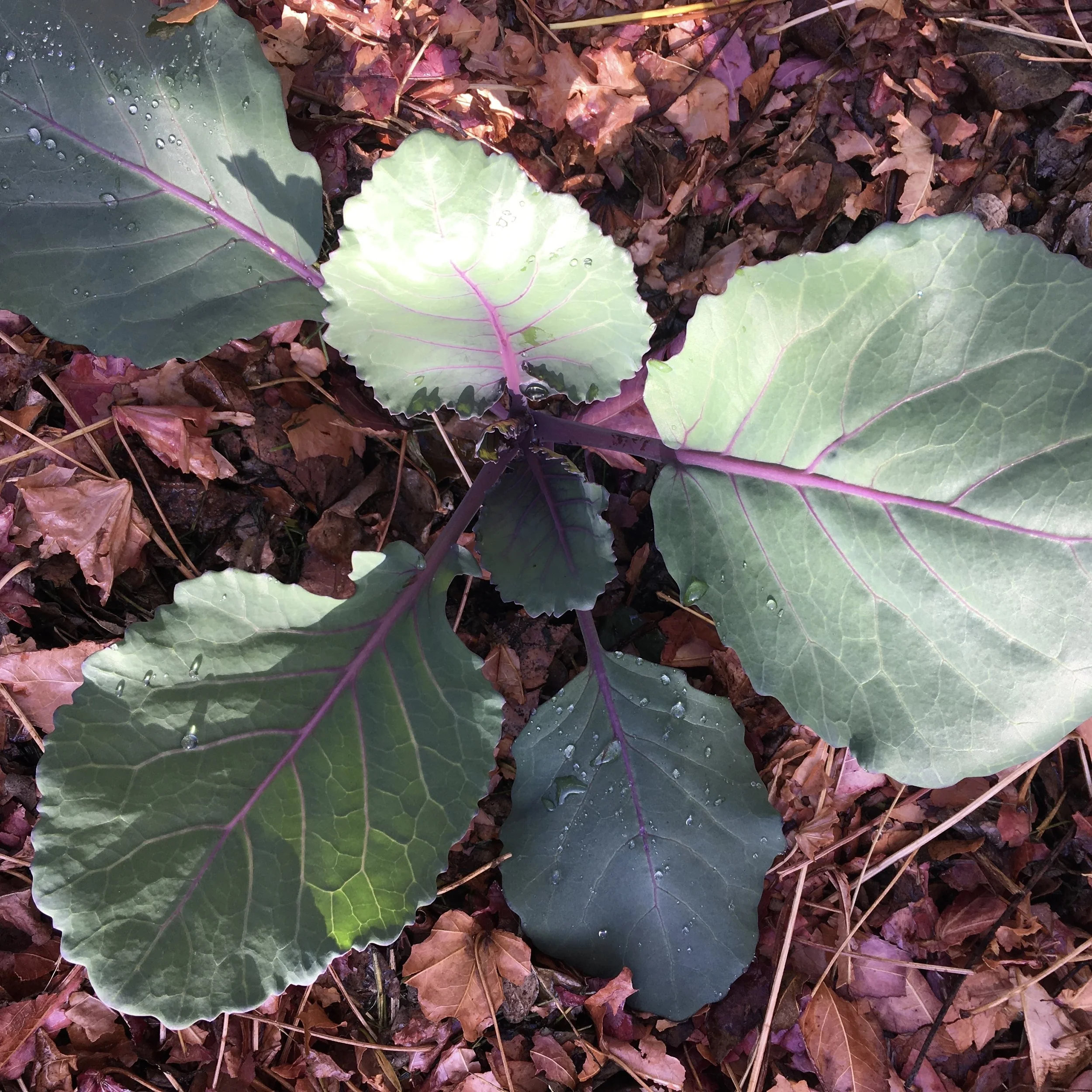 Scenes from the Winter Garden