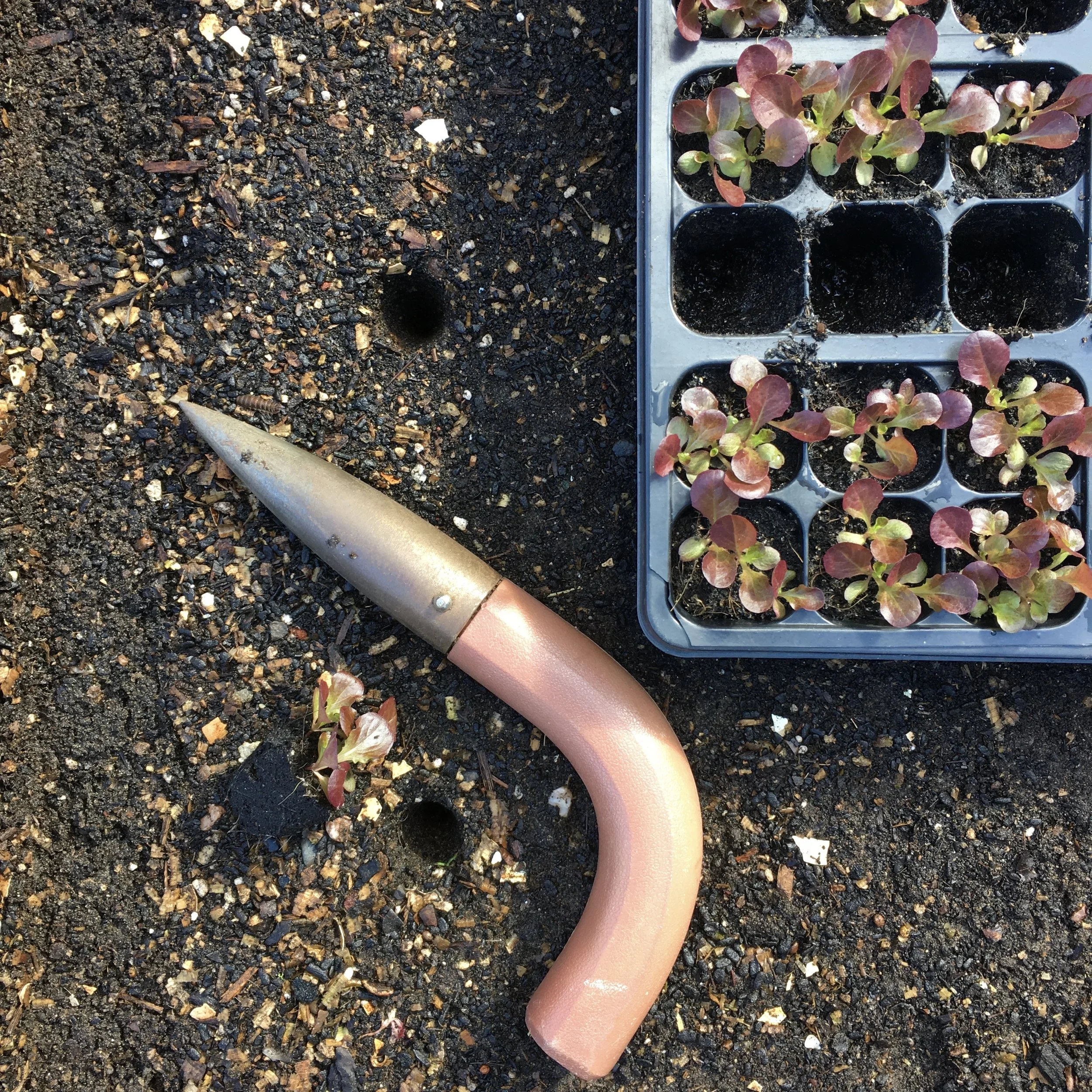 Favorite Garden Tools—Dibble 