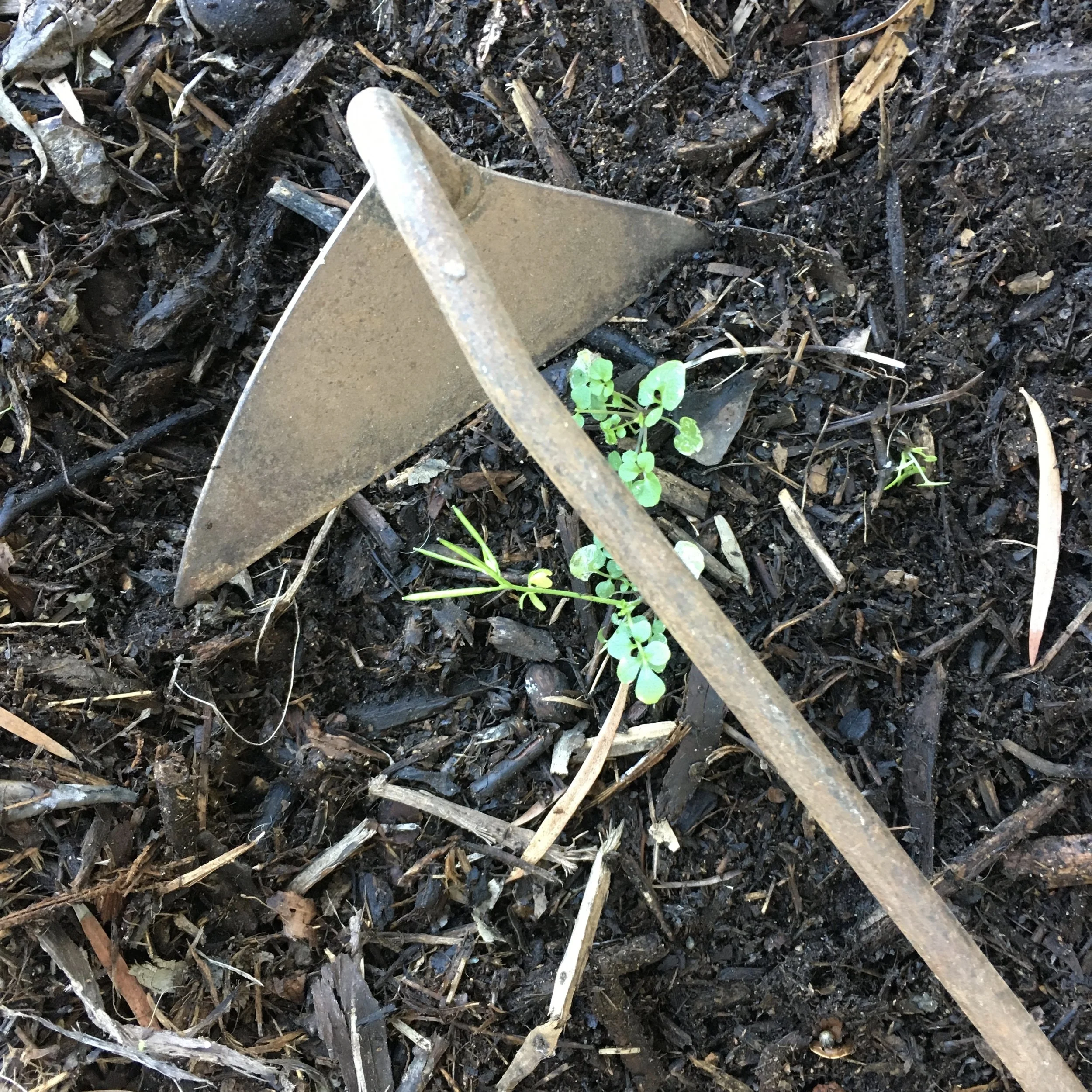 My Favorite Garden Tools--Weeding Tools