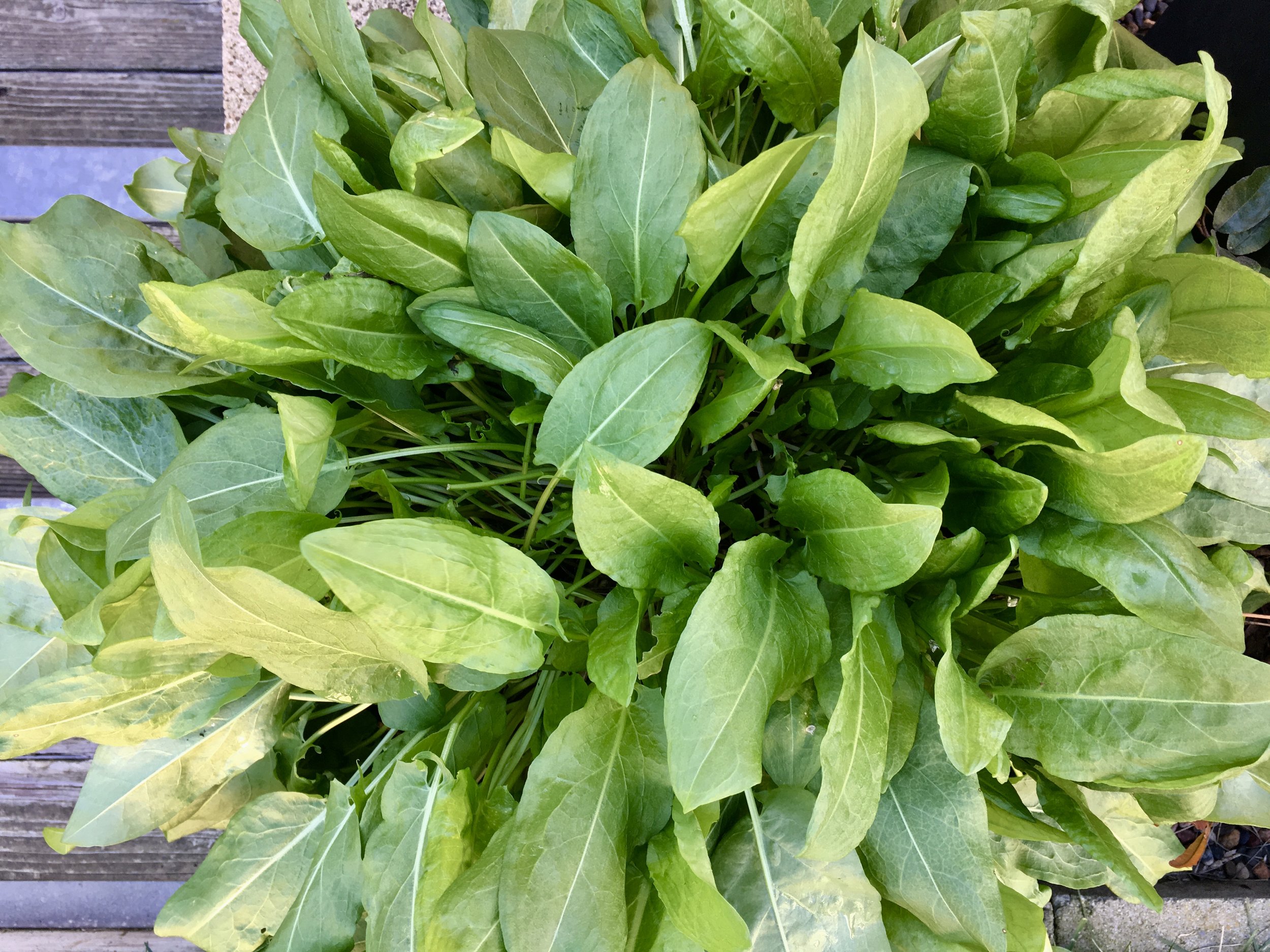 The French sorrel benefitted from a soaking rain and responded with a flush of new leaves. It remains quite happy and contained in a 12-inch terra cotta pot.