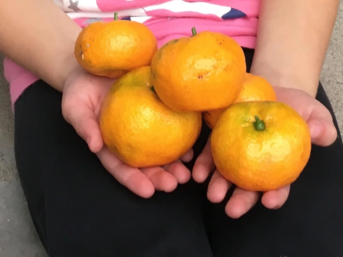 One little neighbor was especially pleased to accept tangerines for her family.