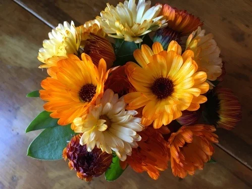 Seed-grown calendulas, ‘Flashback’ from Renee’s Garden