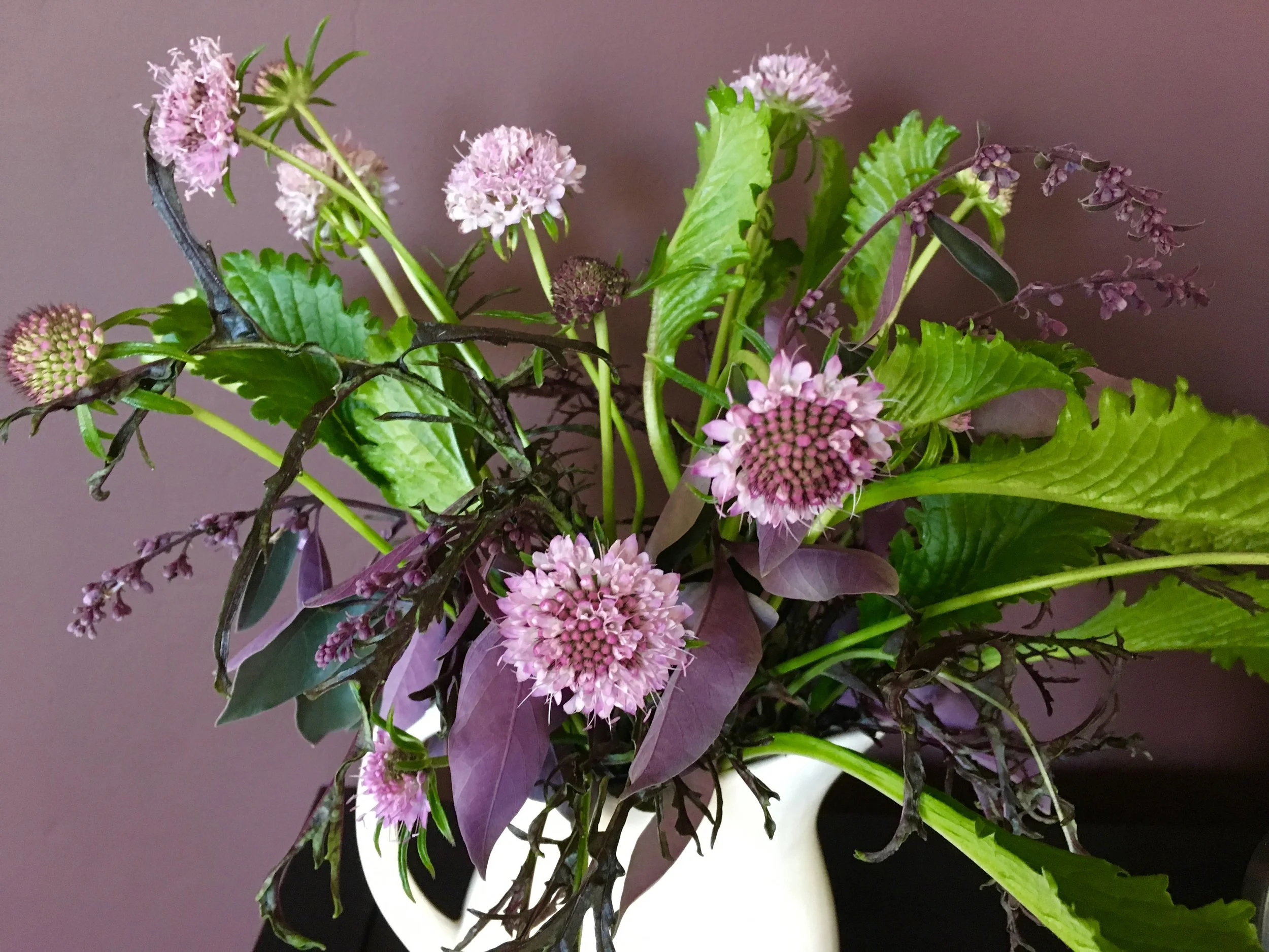 Scabiosa, vitex purpurea and ‘Ruby Streaks’ mustard