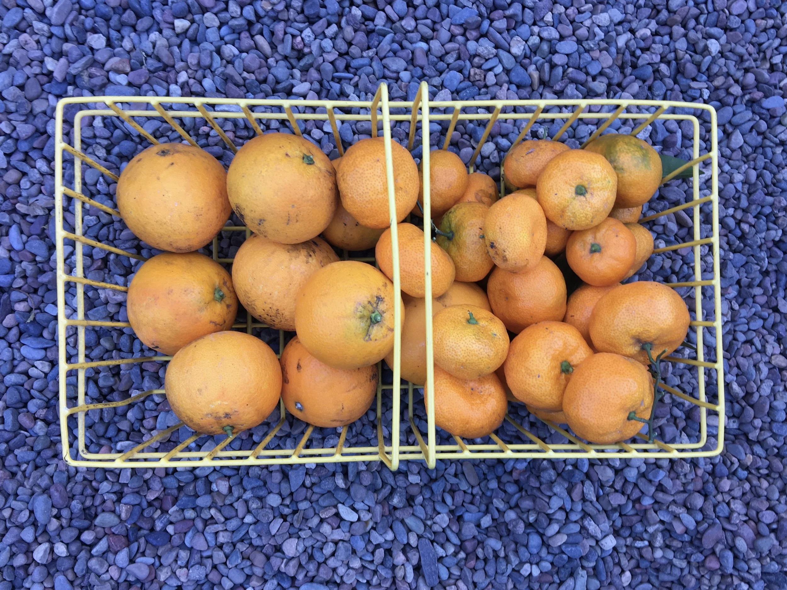 ‘Washington’ navel oranges and ‘Satsuma’ tangerines