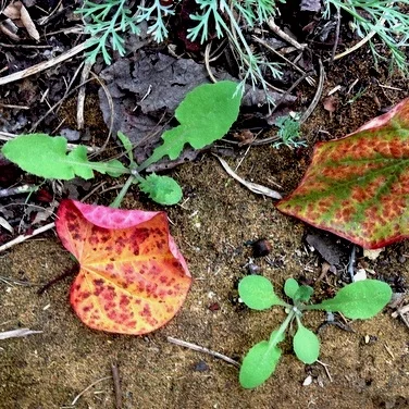Robert Smaus on Weeding and Winter Light